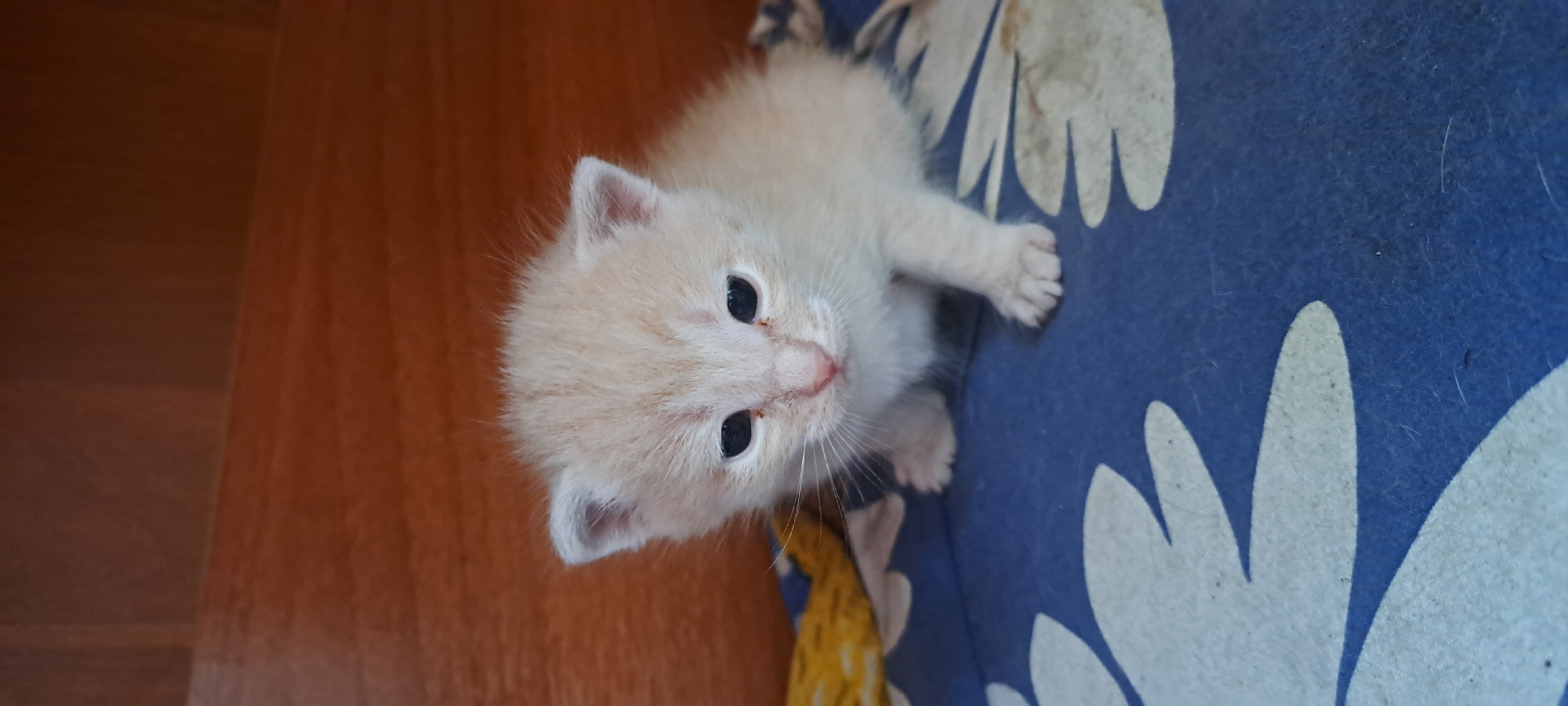 Litter of kittens spending a quiet morning indoors in rural Russia