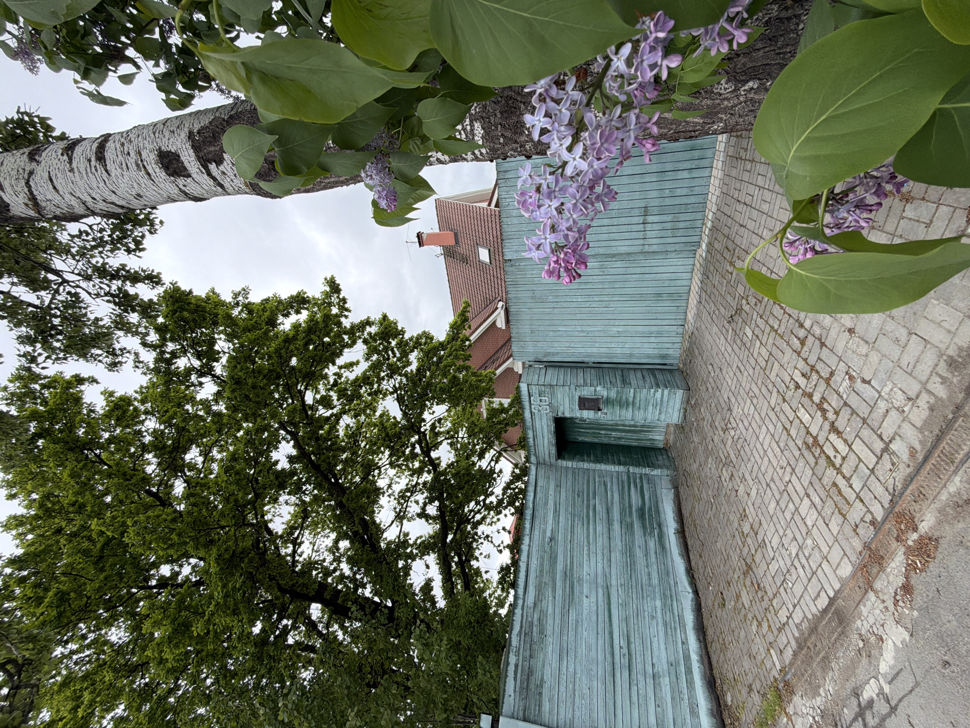 Spring blooms observed in Strelna, Russia