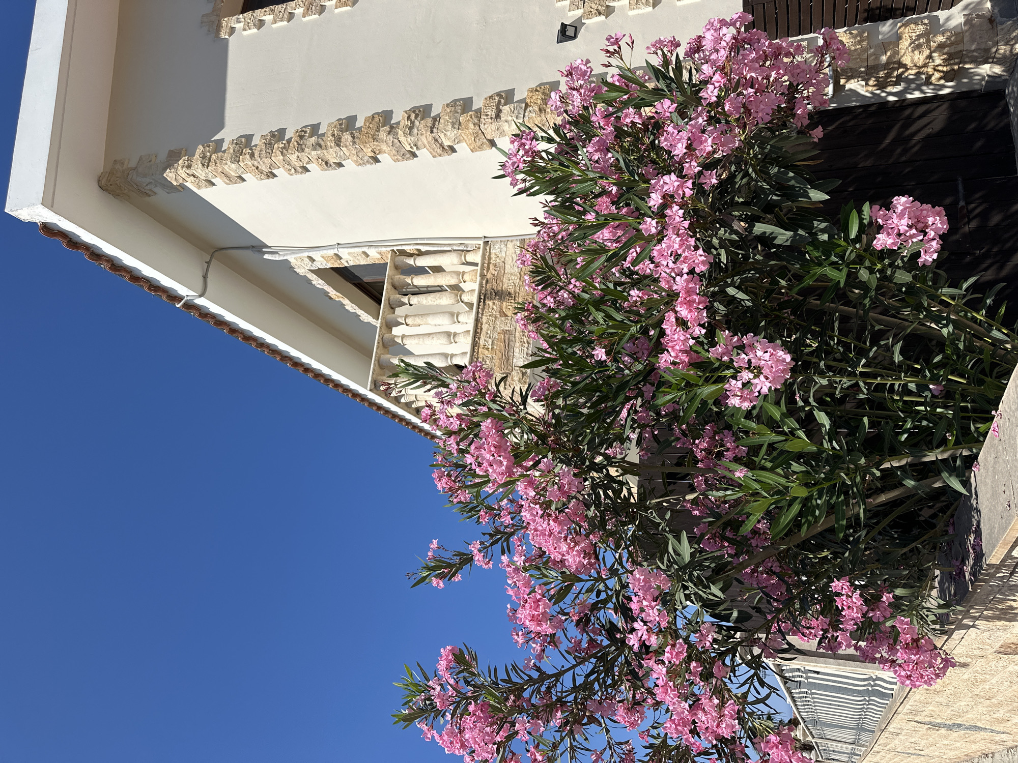 Oleanders in bloom along sunny Peyia streets