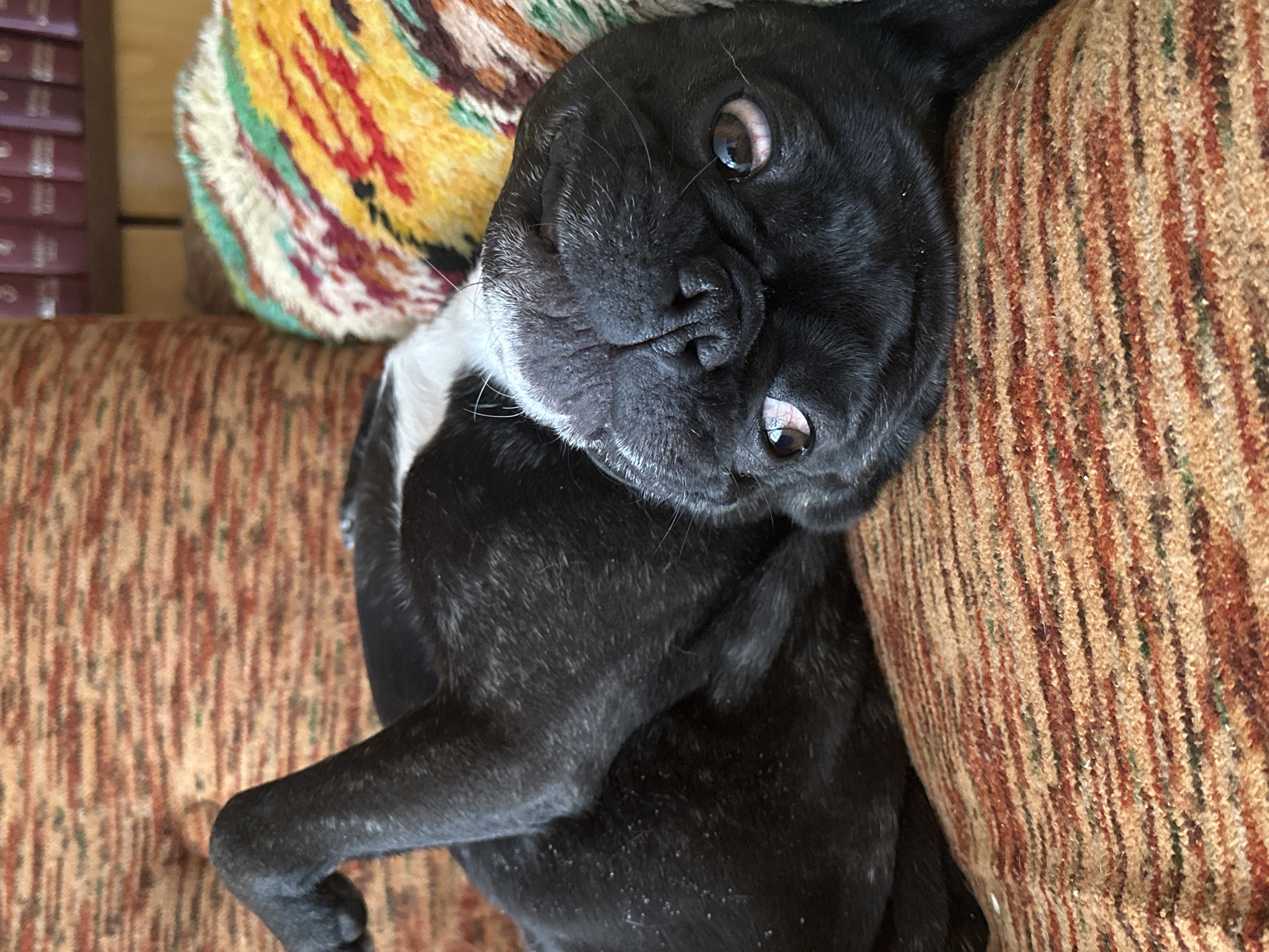 French Bulldog rests on patterned sofa in Troyan, Bulgaria