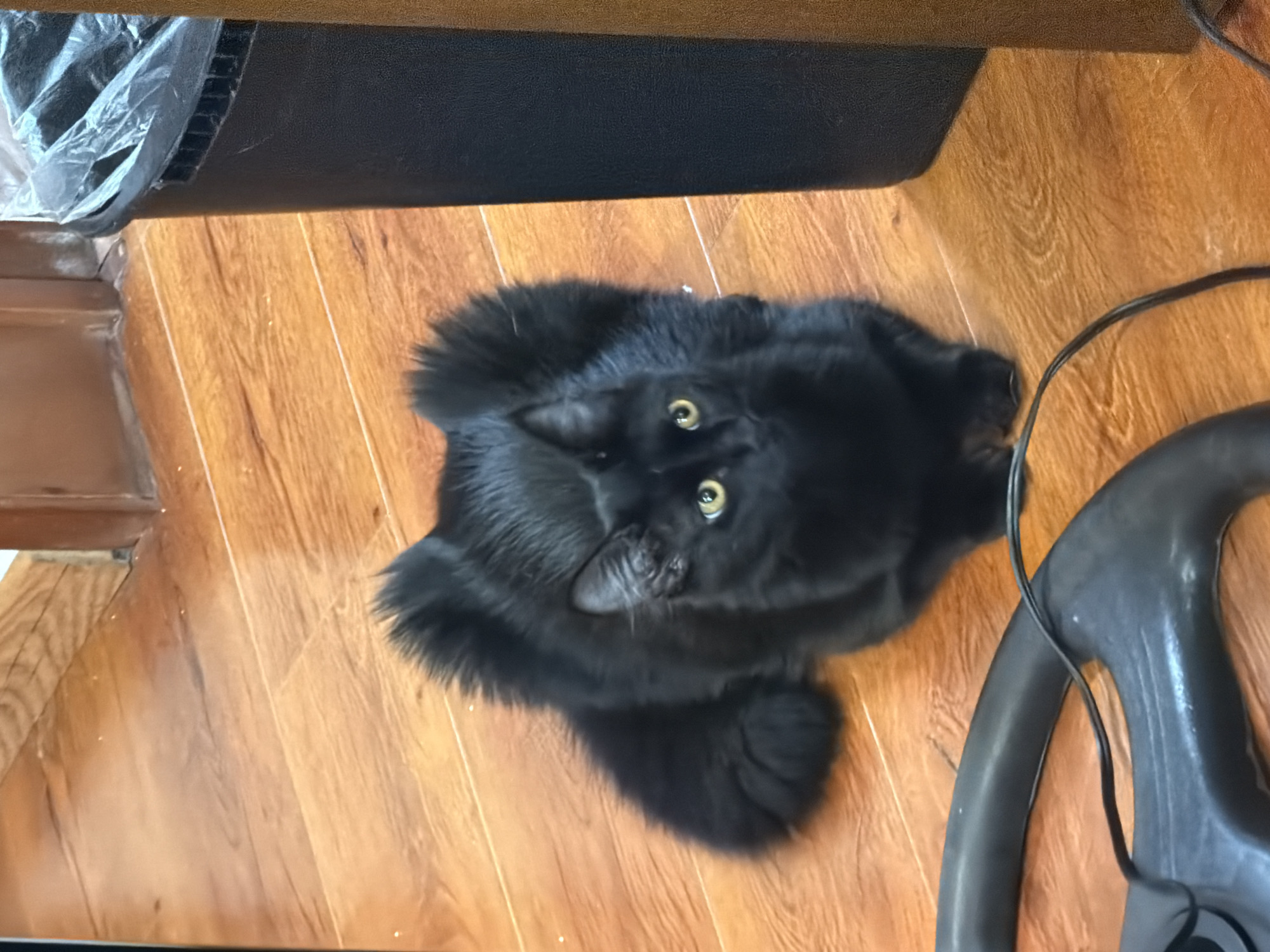 Black cat photographed on wooden floor in Cholula, Mexico