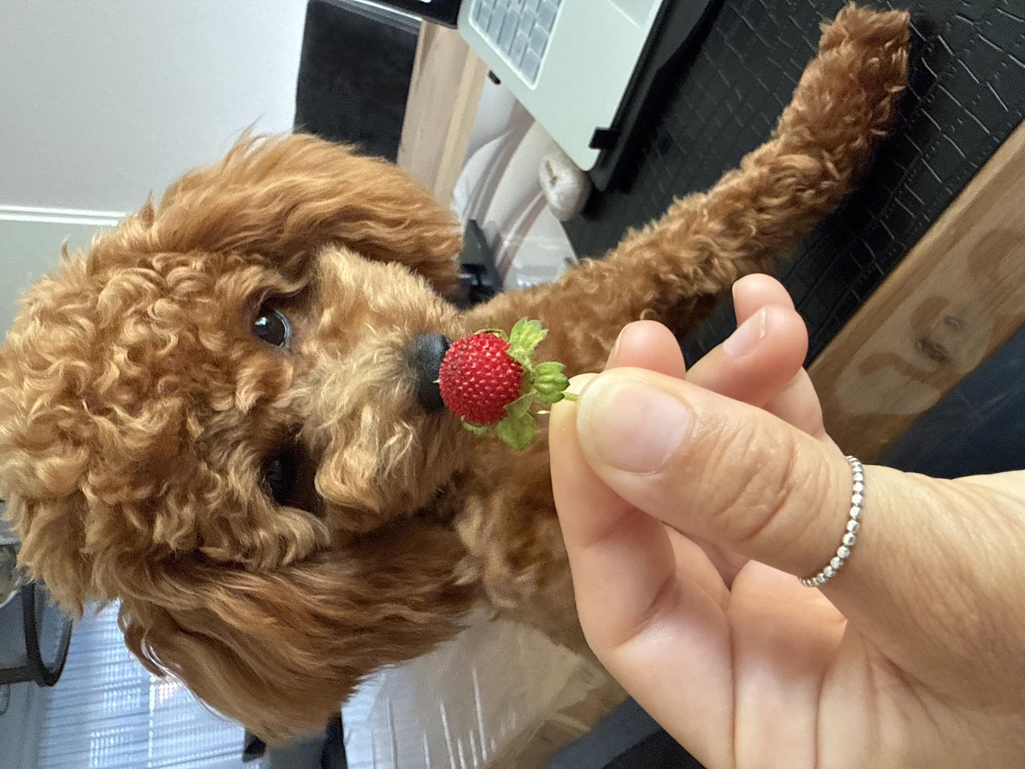 Toy poodle investigates strawberries and treats at home in Marum
