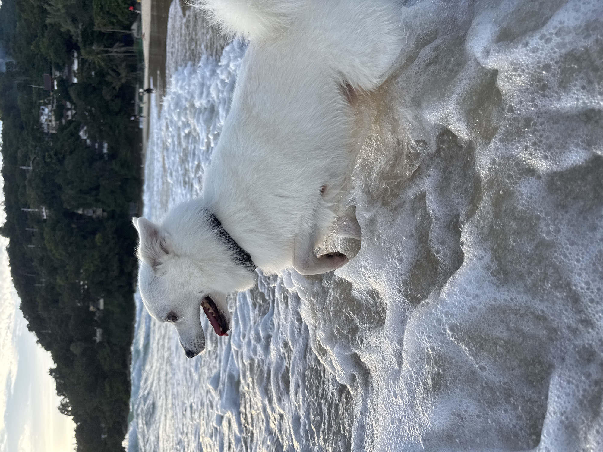 Dogs and golden hour at Karon Beach