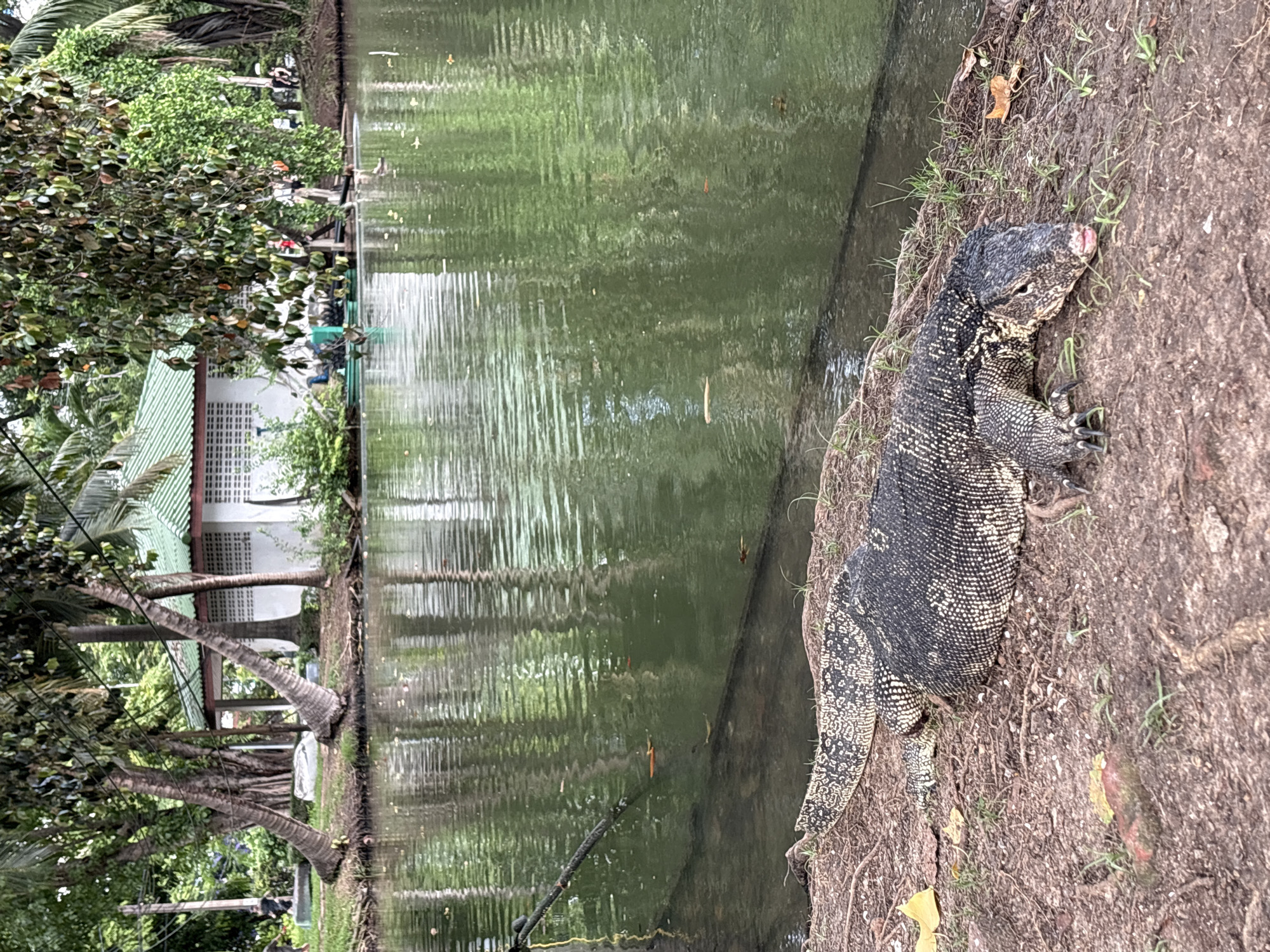 Monitor lizard spotted on Bangkok canal bank