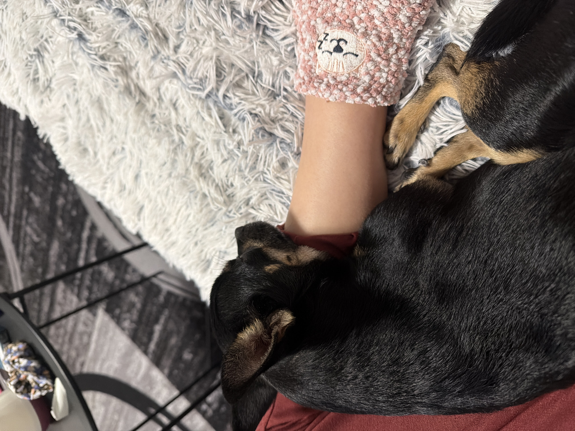 Dog rests on person's arm indoors in Bulgaria