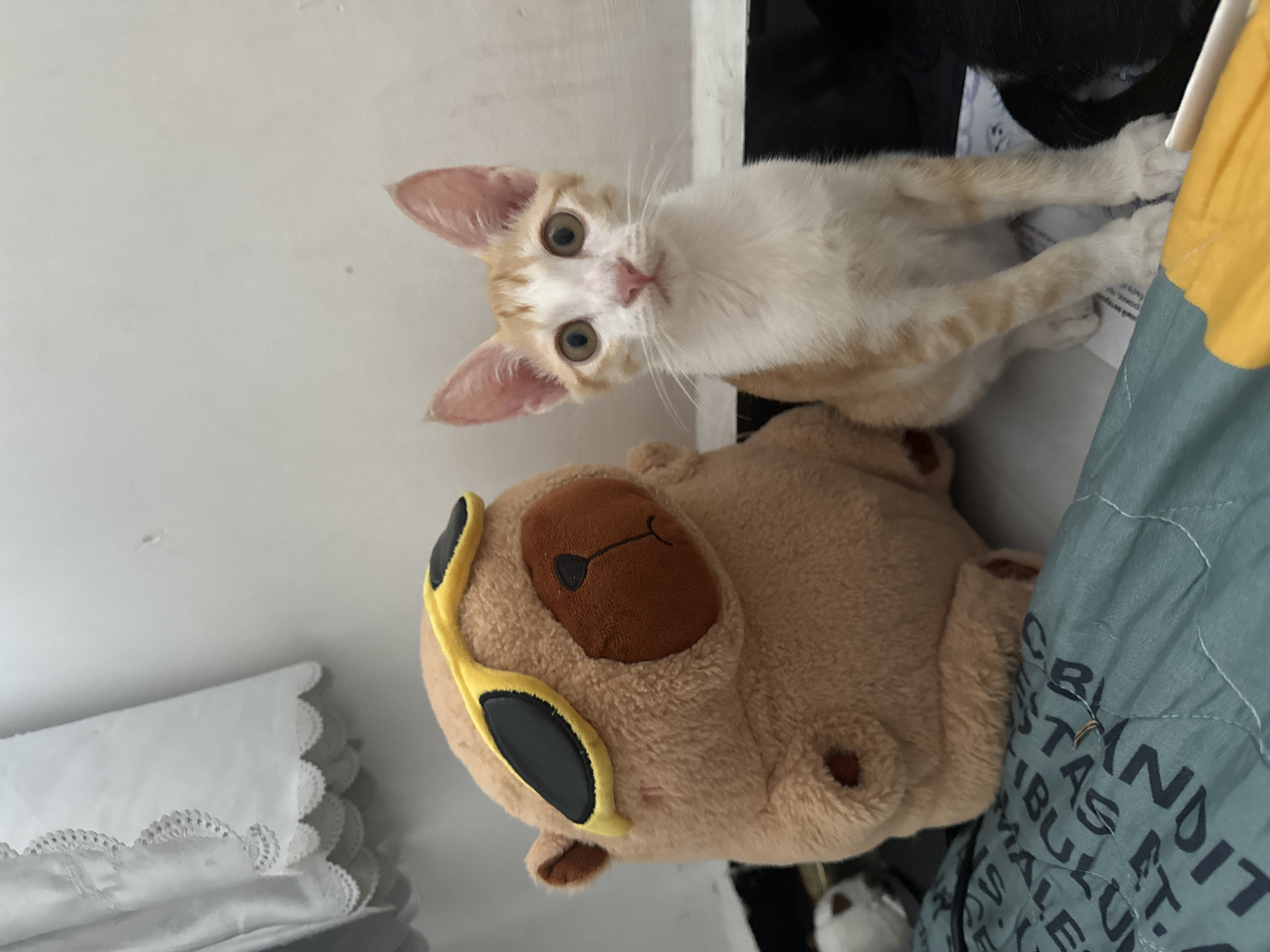 Kittens and a sunglasses-wearing teddy bear in Mũi Né