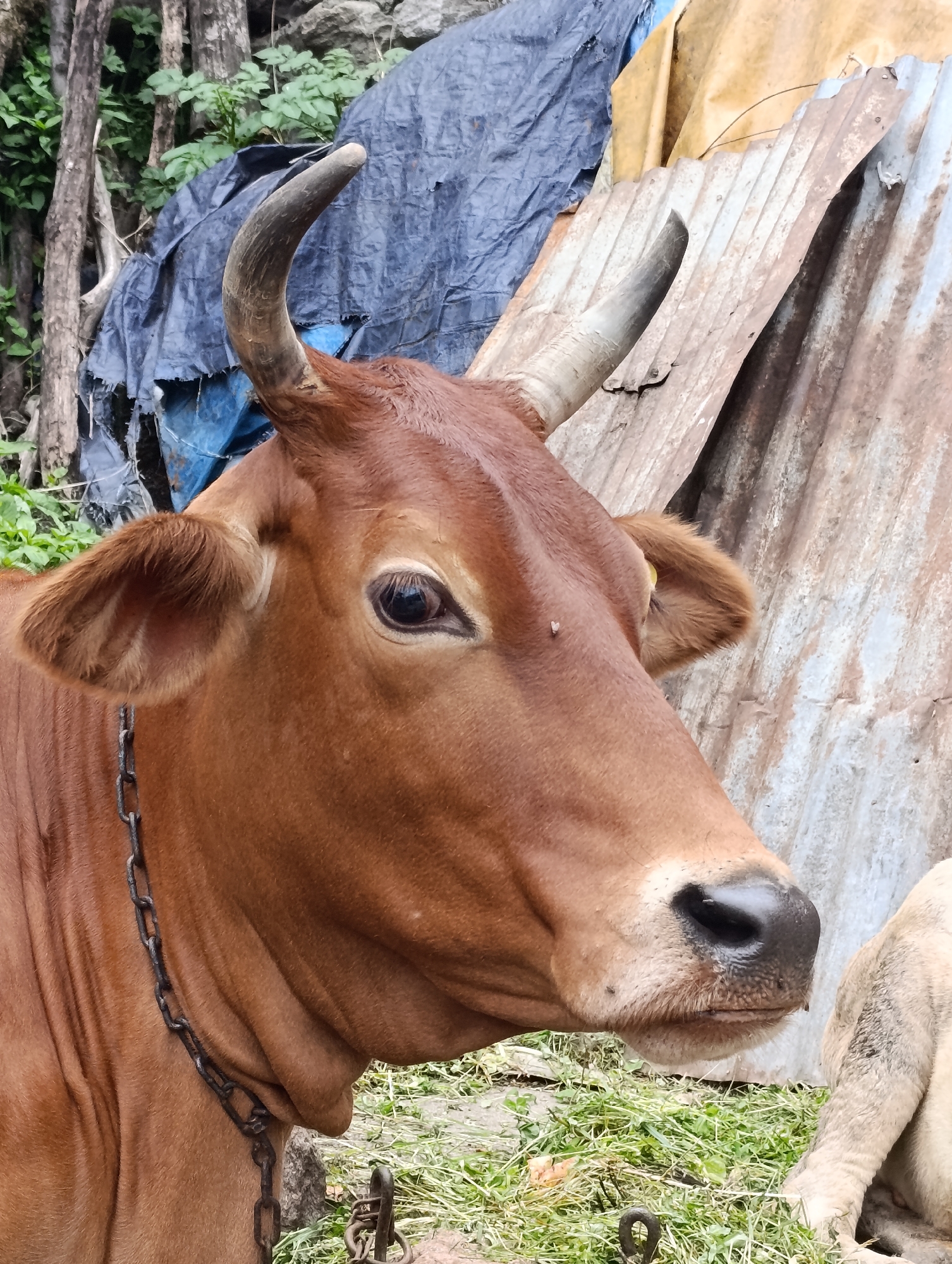 Animals and street life in Vashisht on a quiet morning