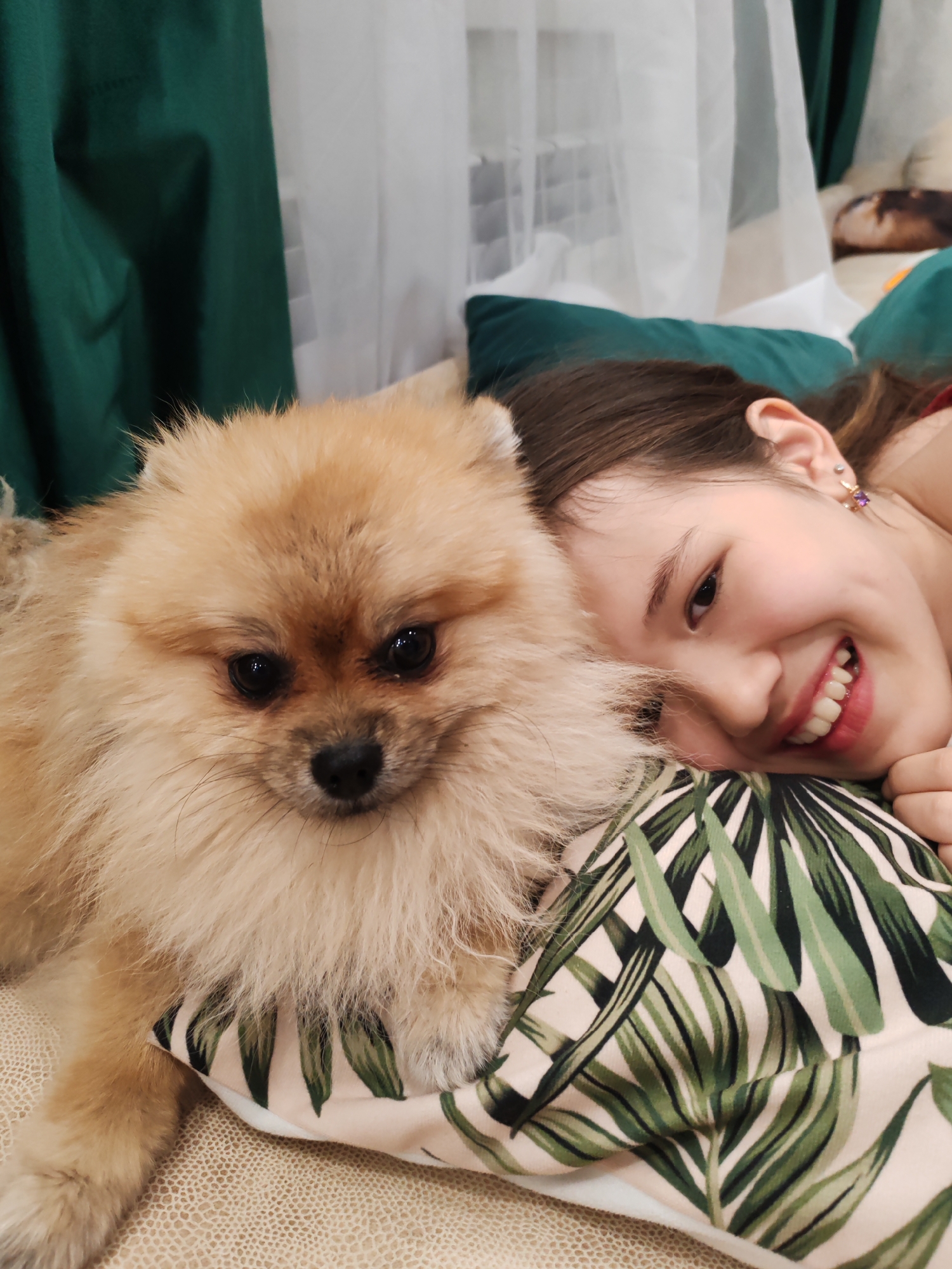 Pomeranian's afternoon at home, Komsomolsk-on-Amur