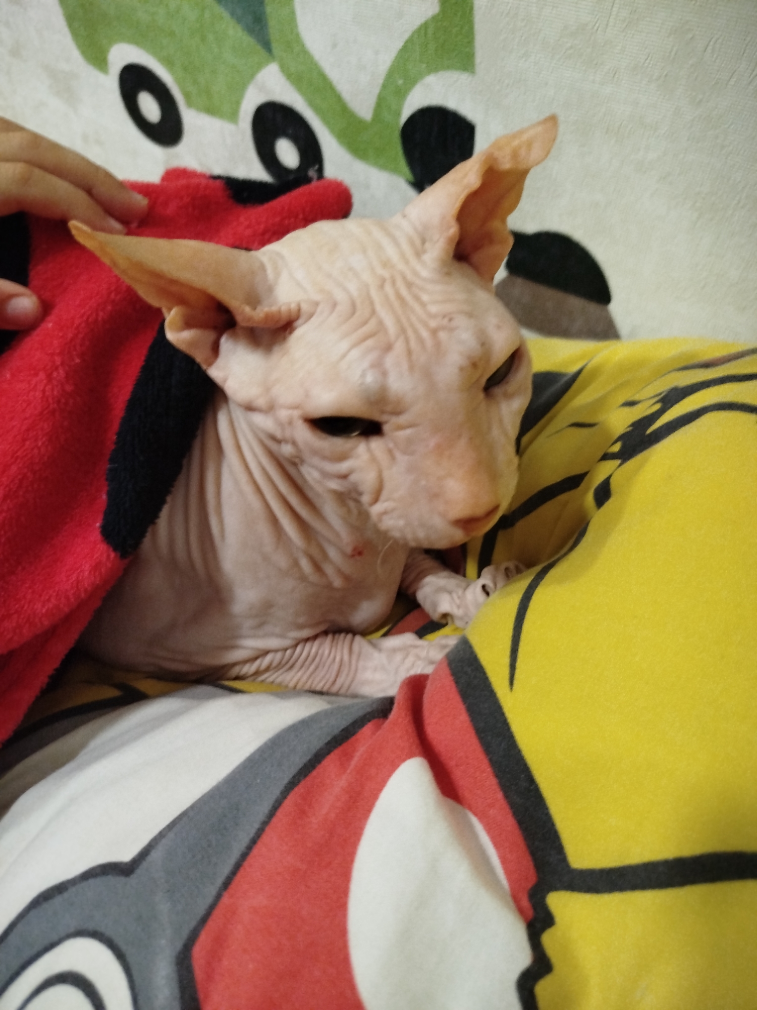 Sphynx cat at rest, multiple close-up angles, Zavodoukovsk