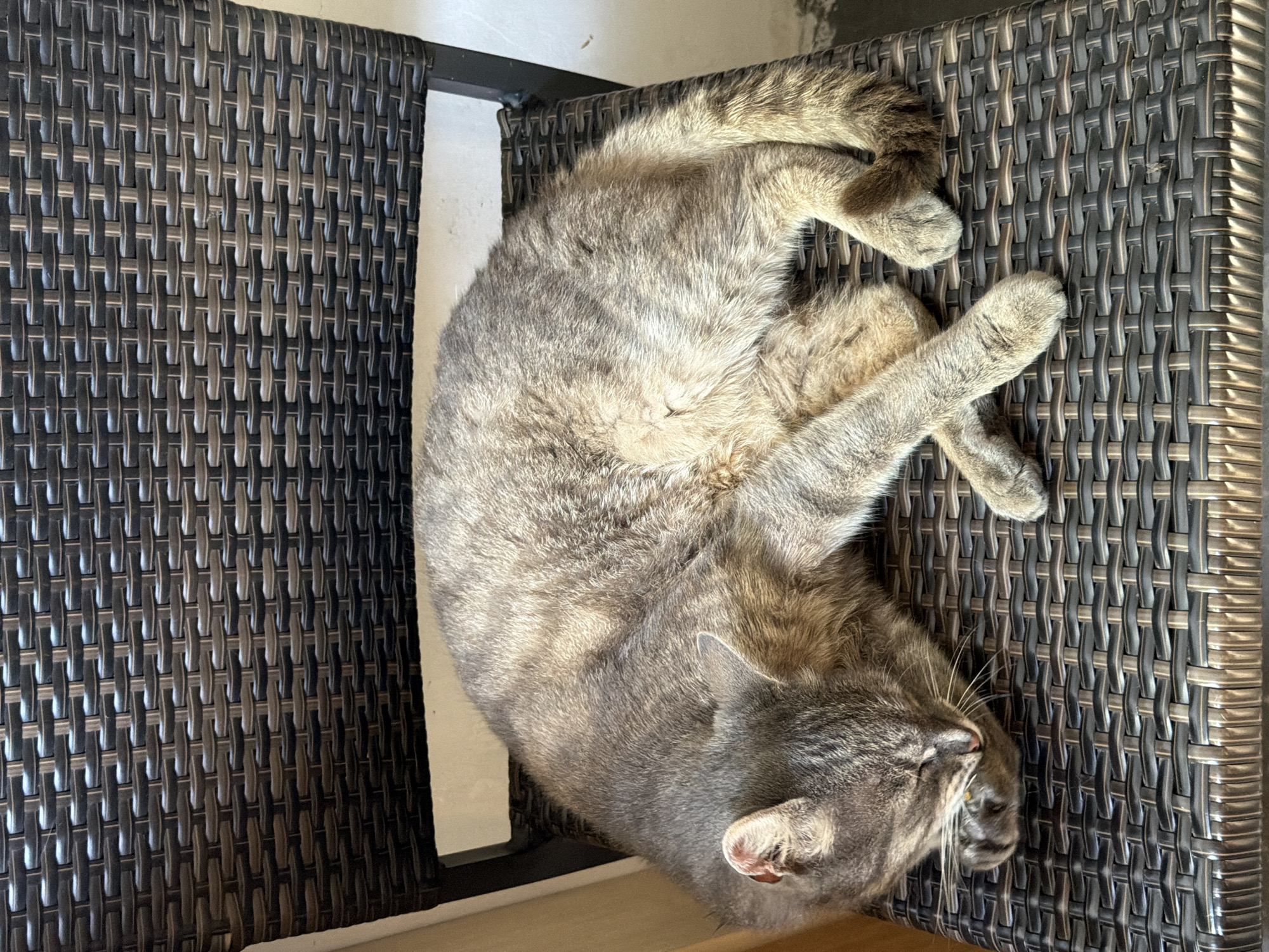 Gray tabby cat naps and grooms on a wicker chair in Prosena