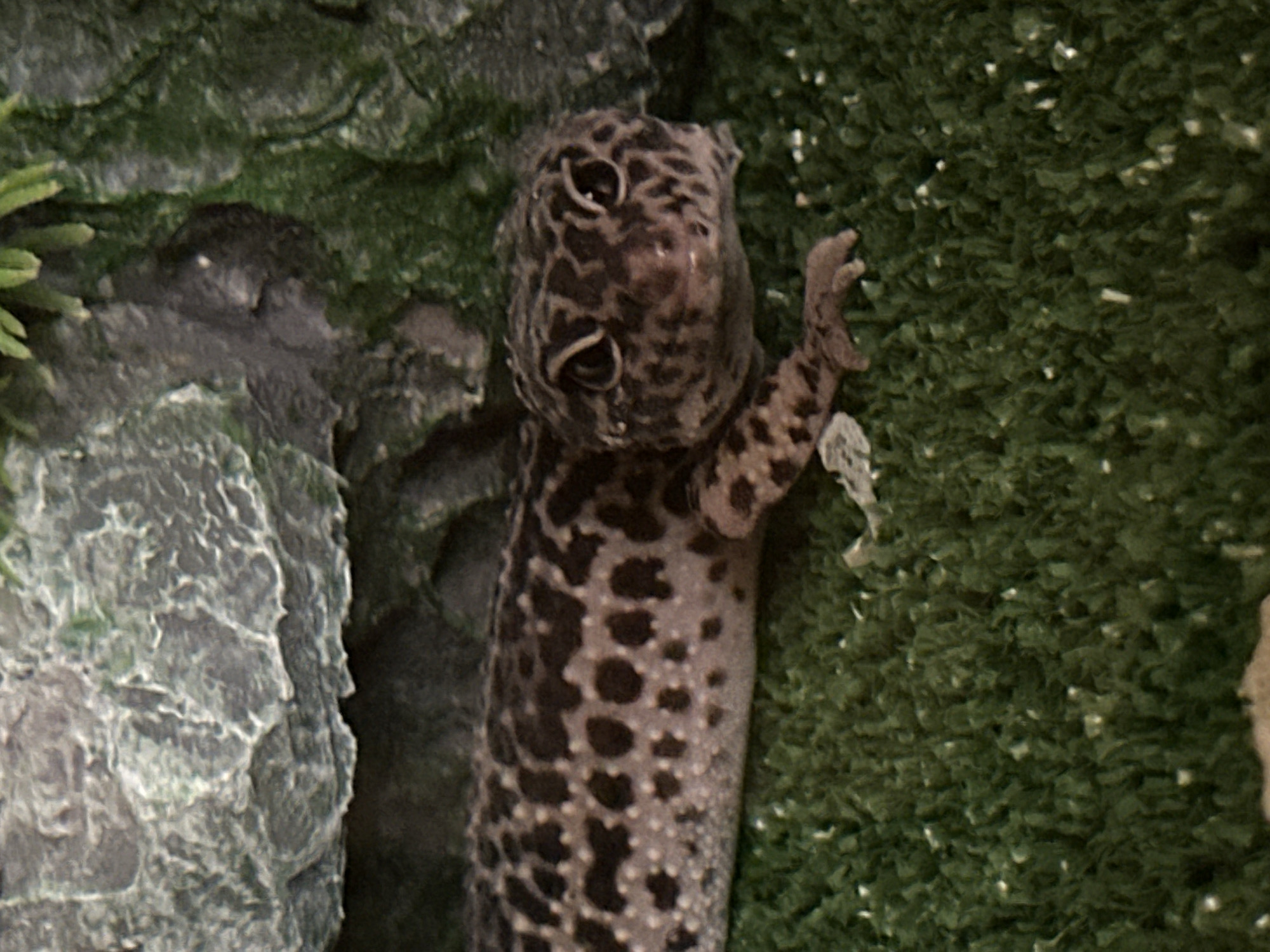 Moscow residents document pet gecko and portrait moments