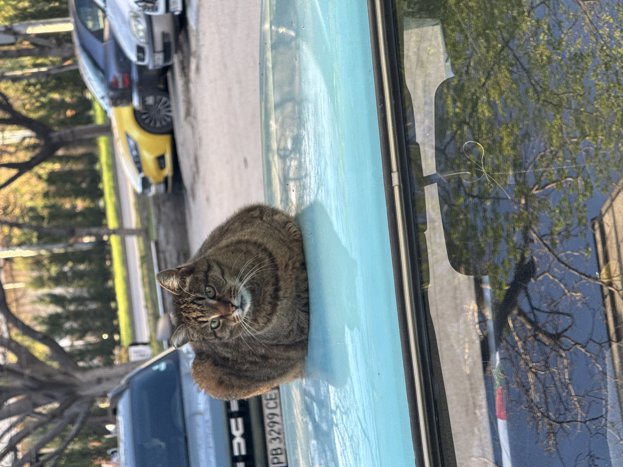 Cat sits on parked car hood in Plovdiv