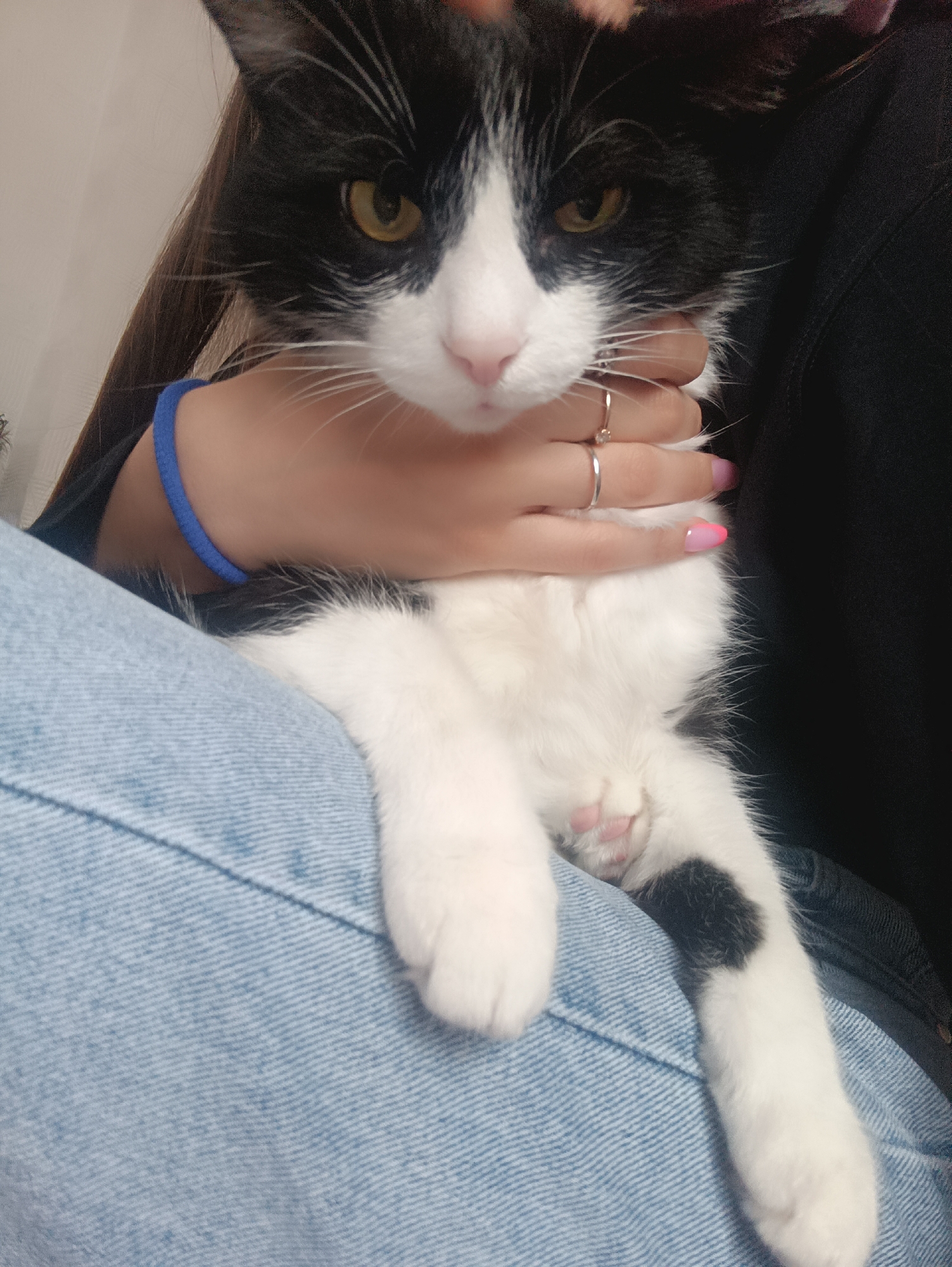 Tuxedo cat documented in multiple photos in Chaikovsky, Russia