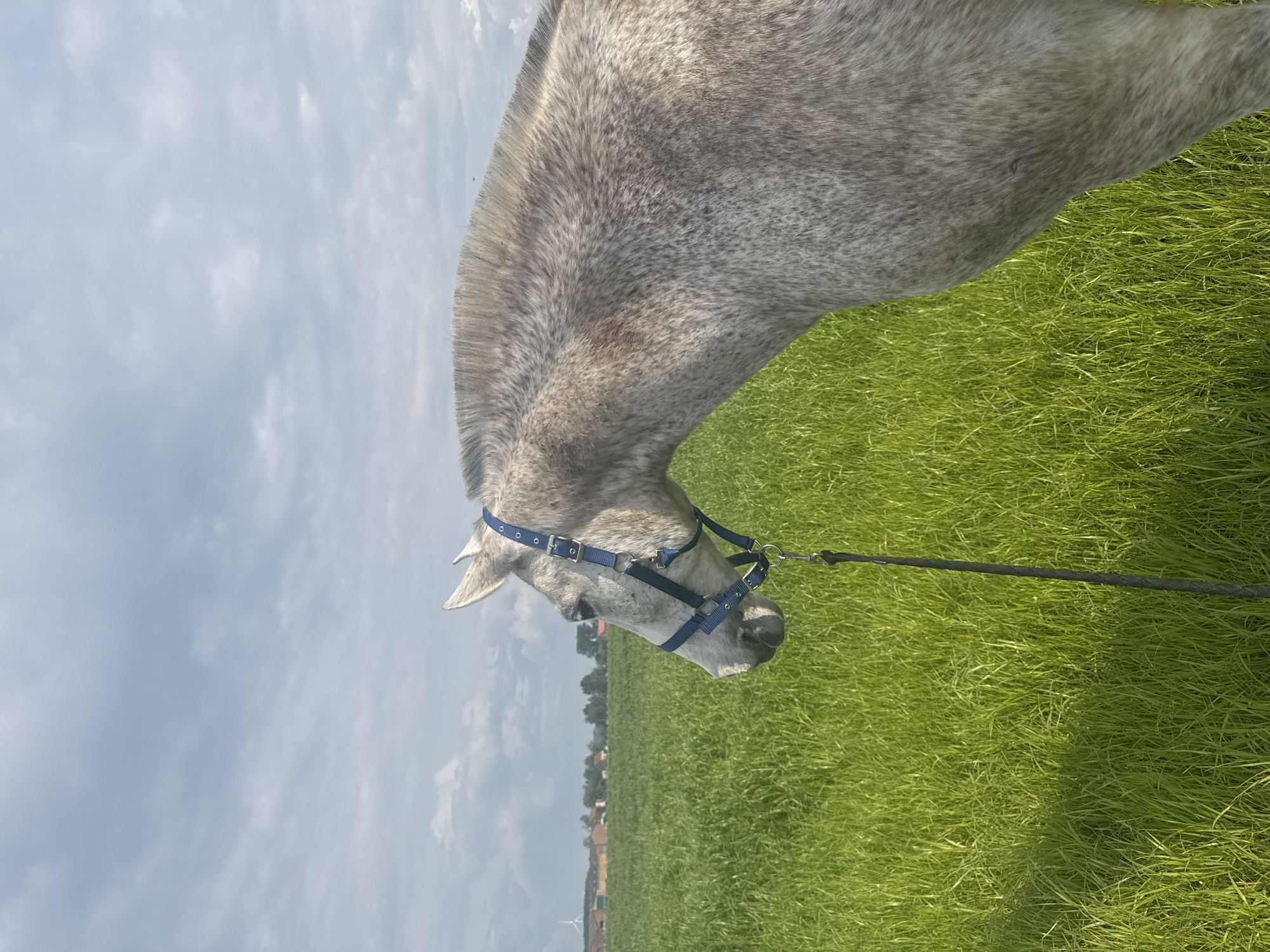 Gray horse grazes in Belgian countryside fields