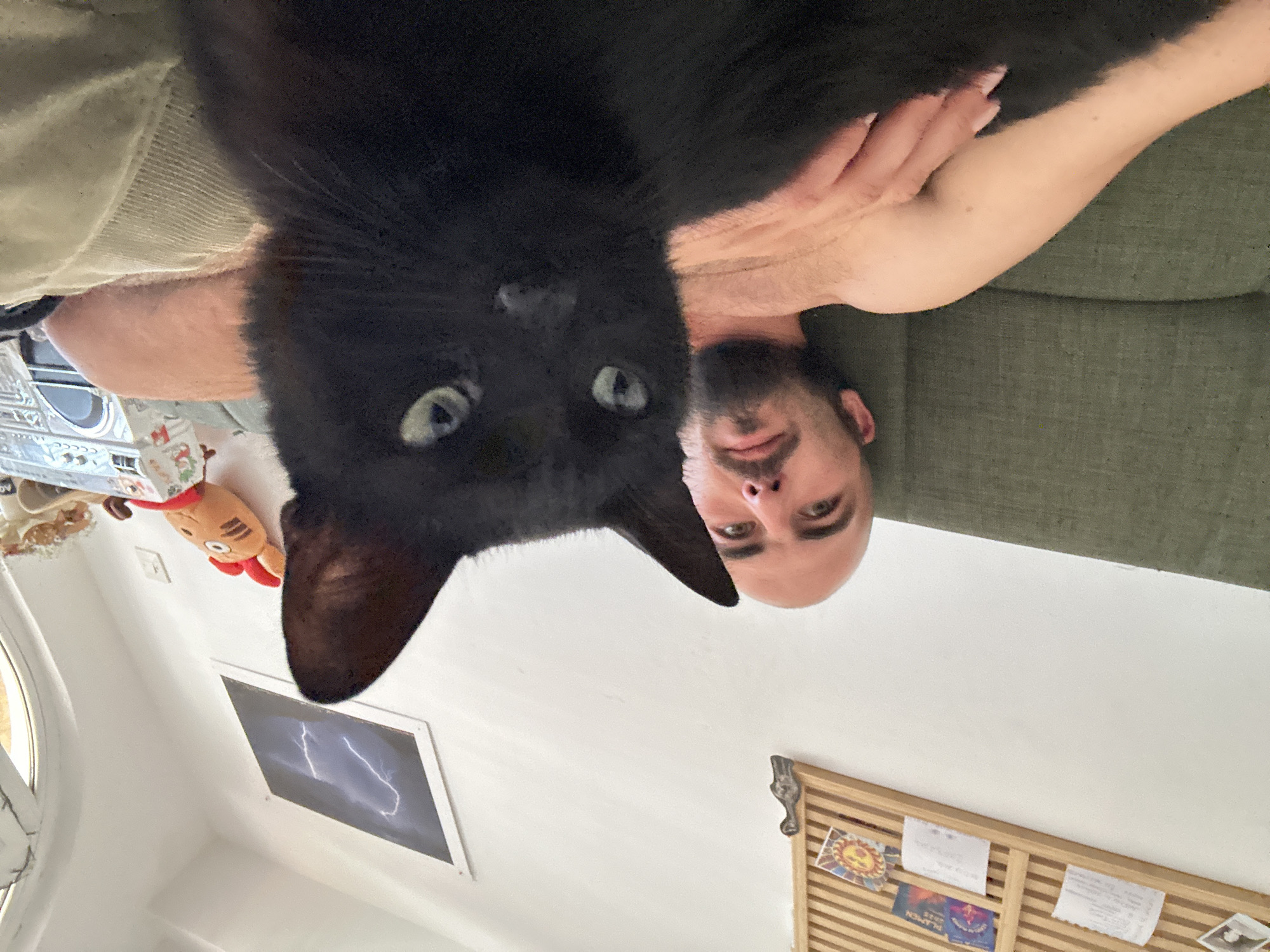 Black cat fully running the show in a Budva apartment