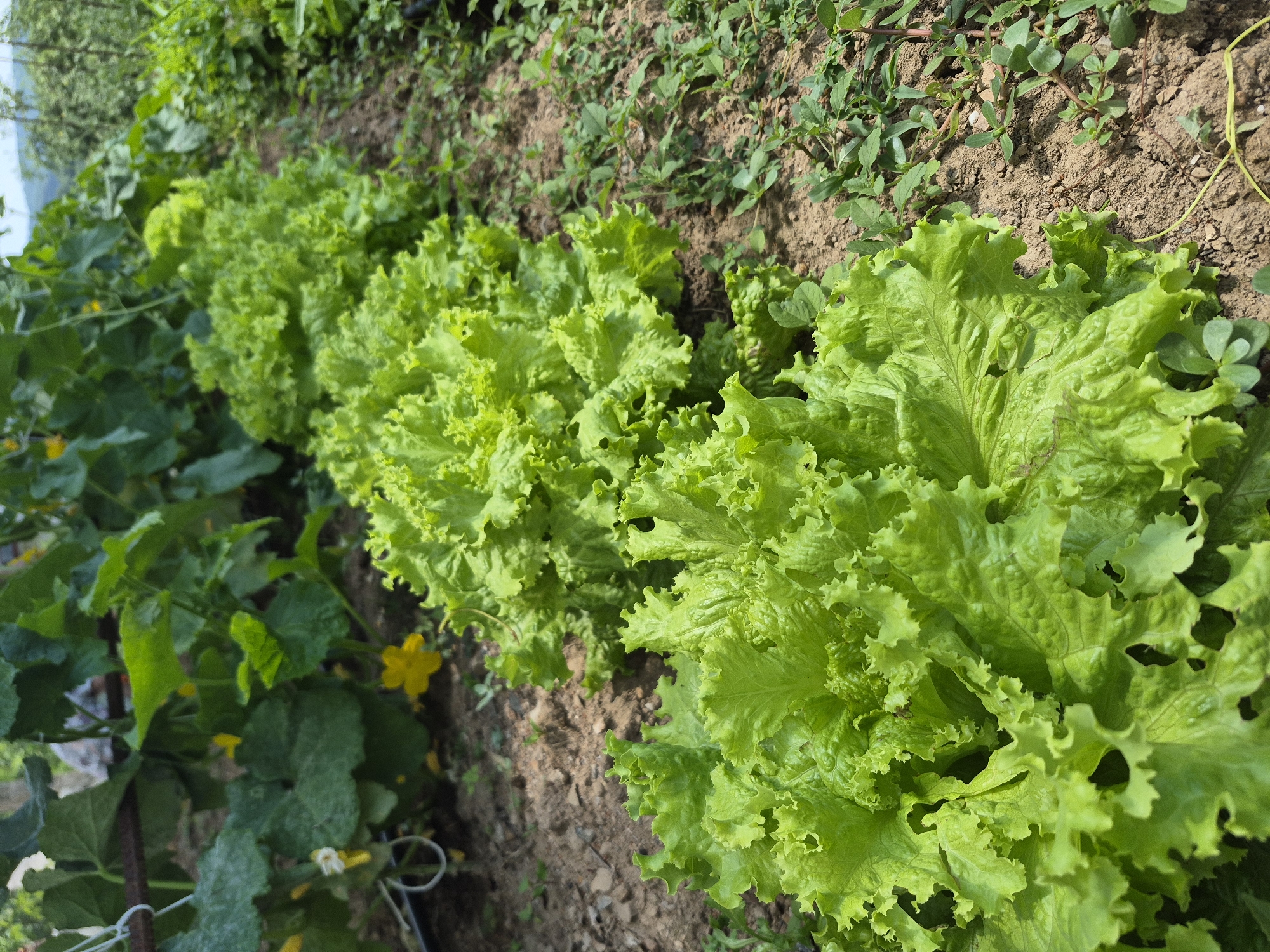 A Bulgarian garden in full summer swing — vegetables and flowers