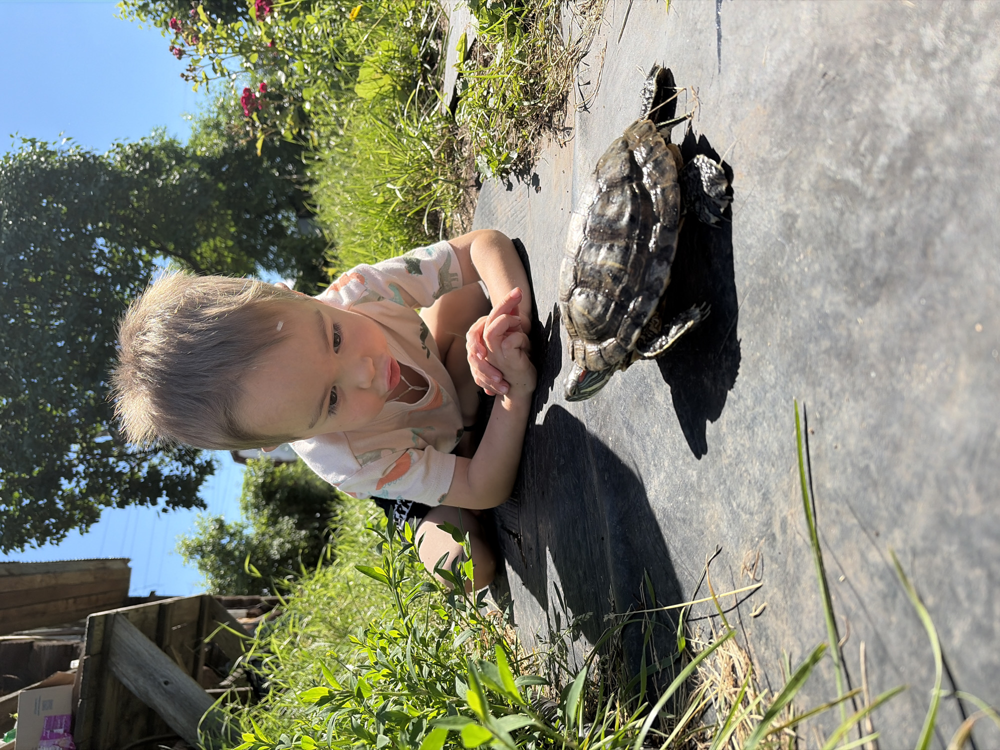 Summer morning in Olkhovka: a turtle, wild chicory, and outdoor play