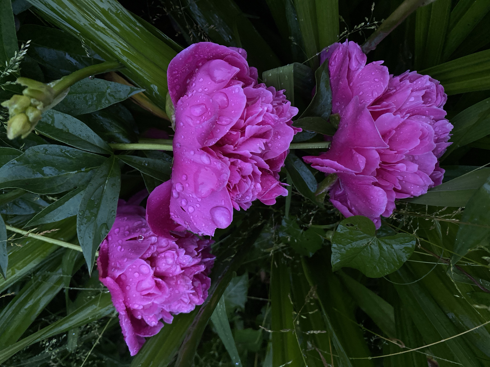Garden flower photography session after watering