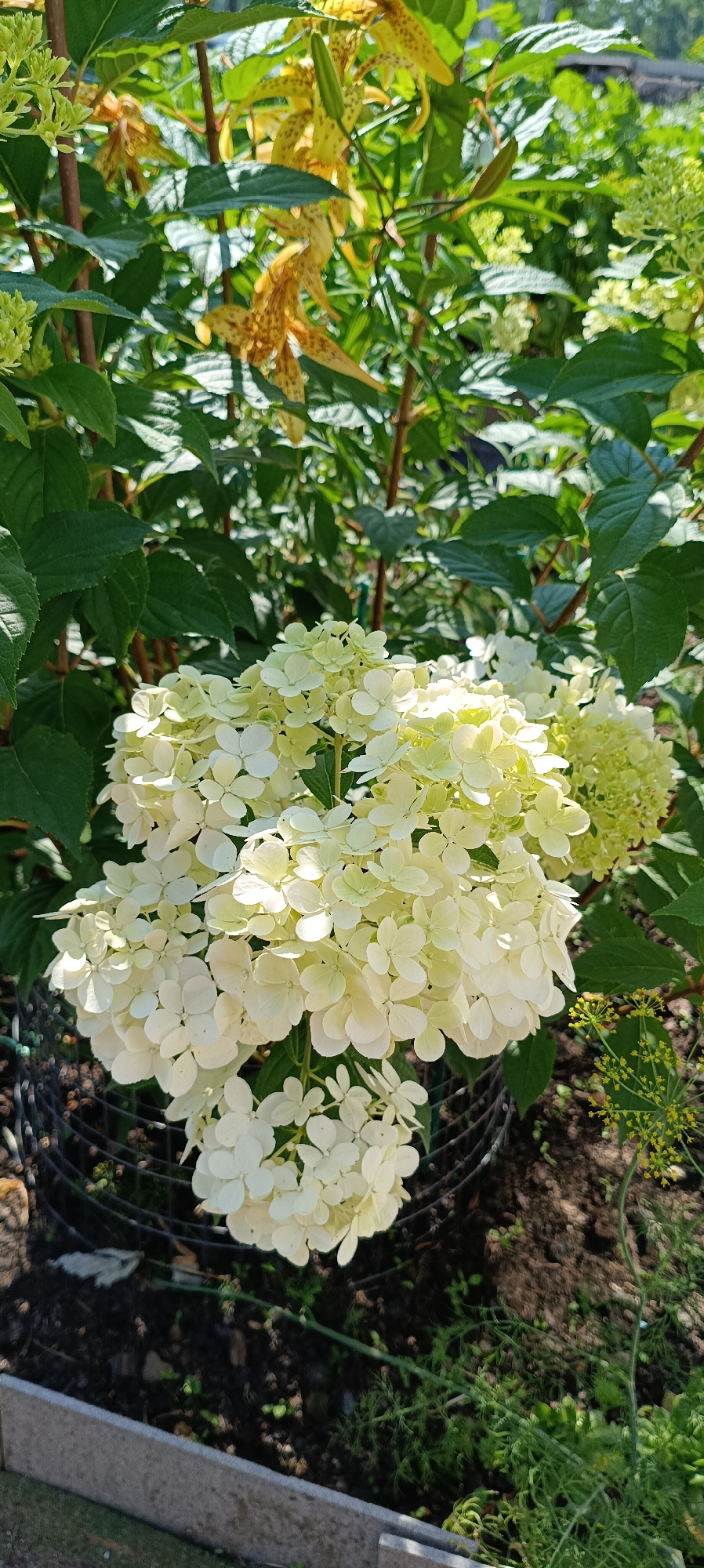 Garden blooms and fresh raspberries in Petropavl, Kazakhstan
