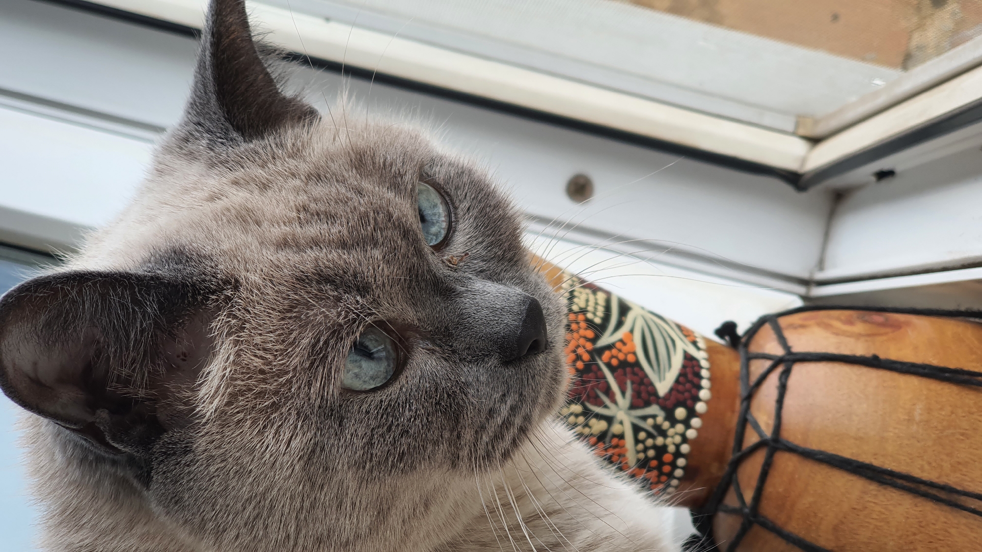 Siamese cat roams a Krasnoyarsk apartment, windowsill to floor