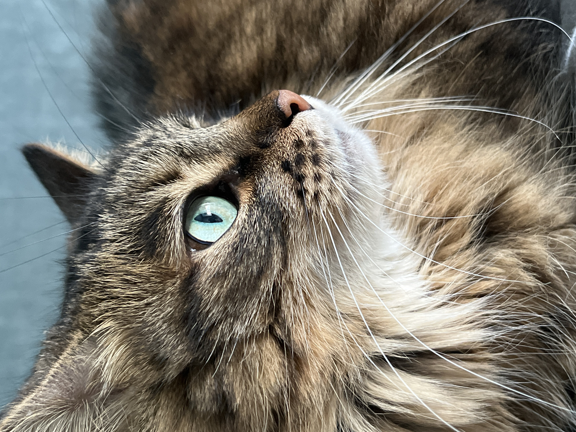 Brown tabby cat photographed up close from multiple angles indoors