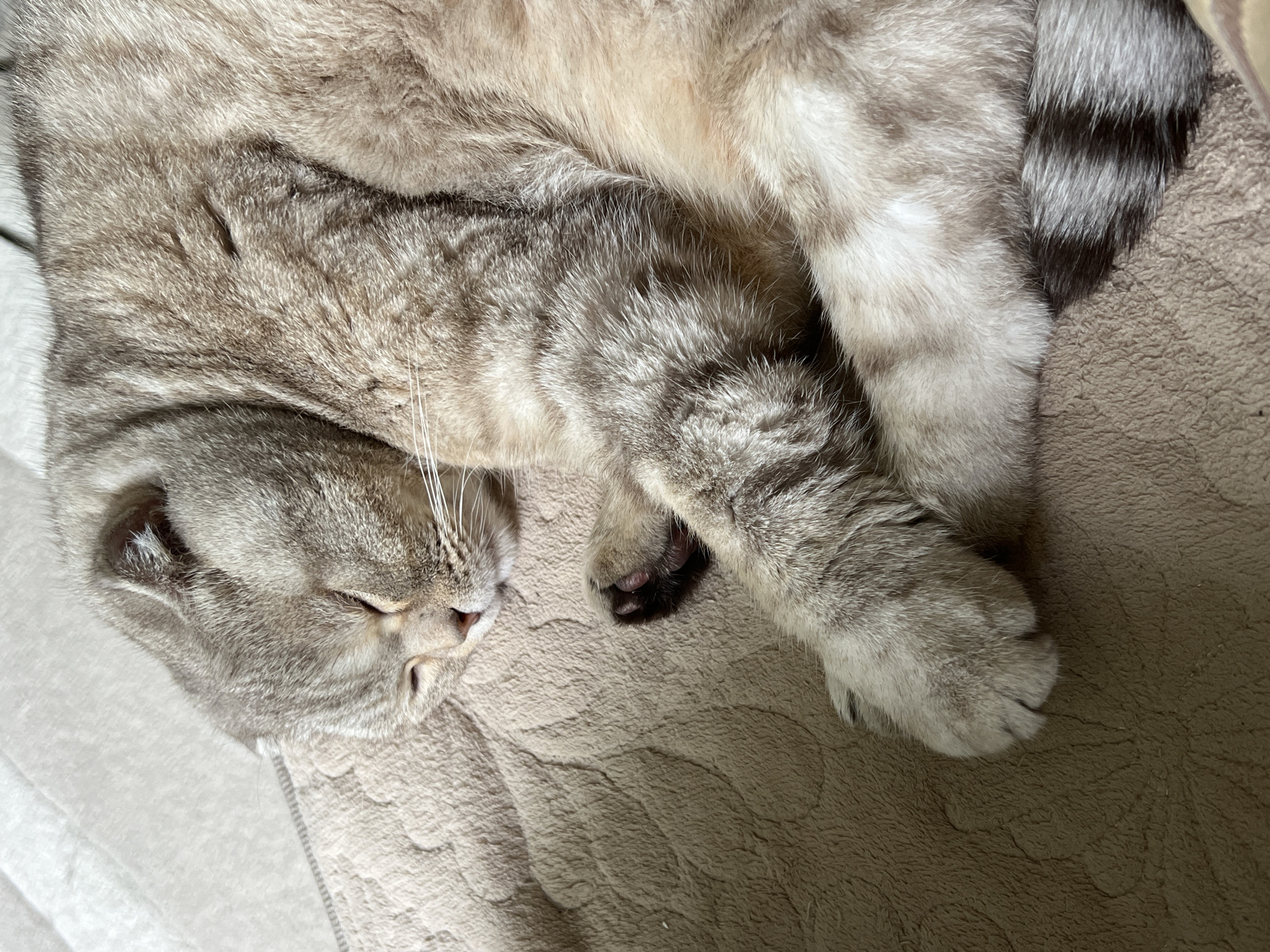 Woman documents morning moments with tabby cat in Chaikovsky