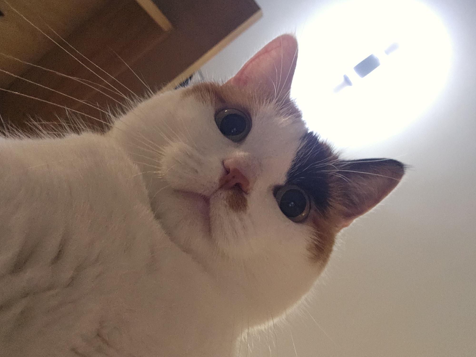 Calico cat photographed looking down at camera in Varna