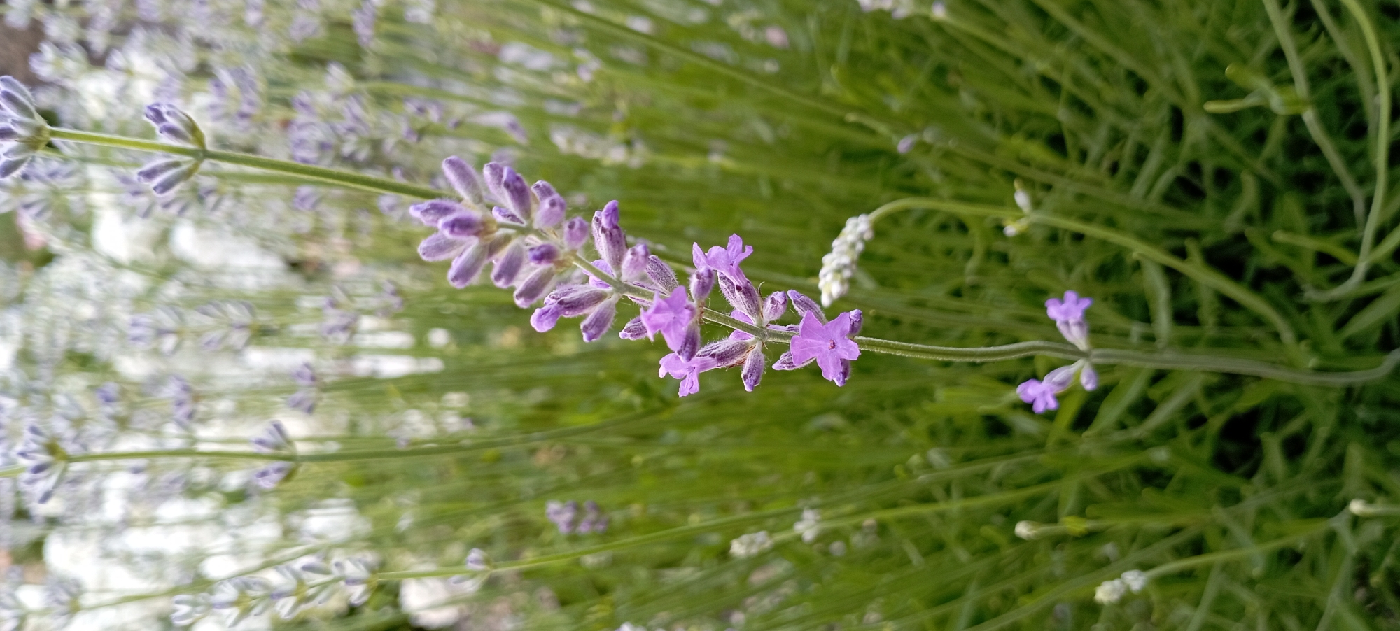 Garden photography session documents blooming flowers in Radisne Ukraine