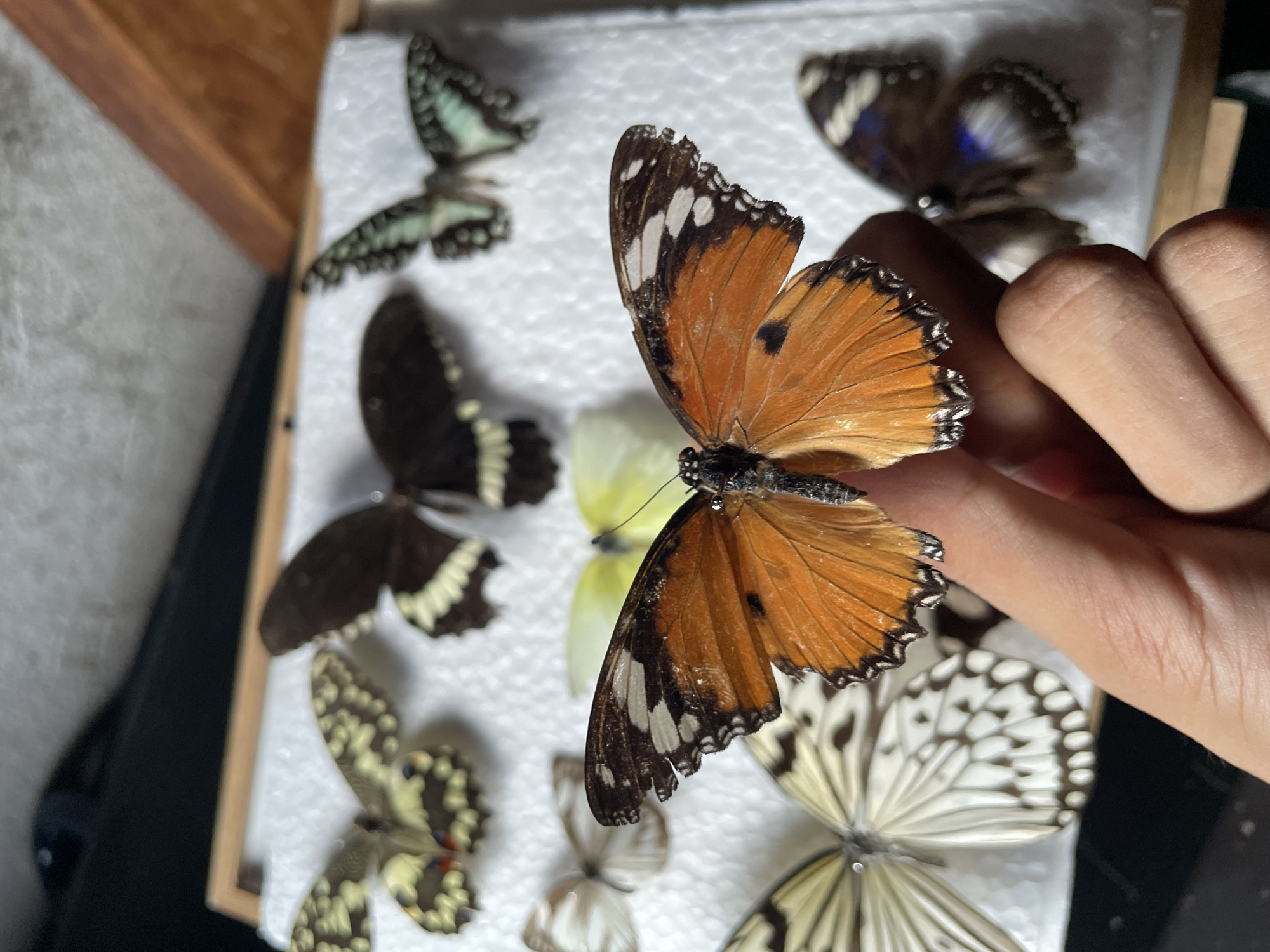 Butterfly and mineral specimen documentation session in Davao City