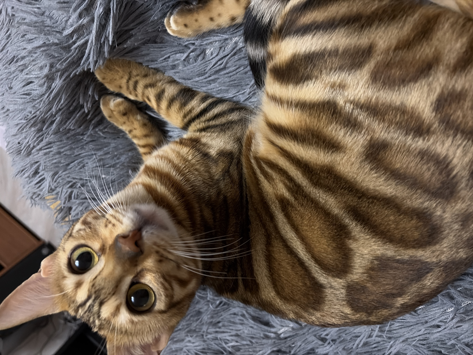 Bengal cat photographed in close-up shots in Krasnoyarsk