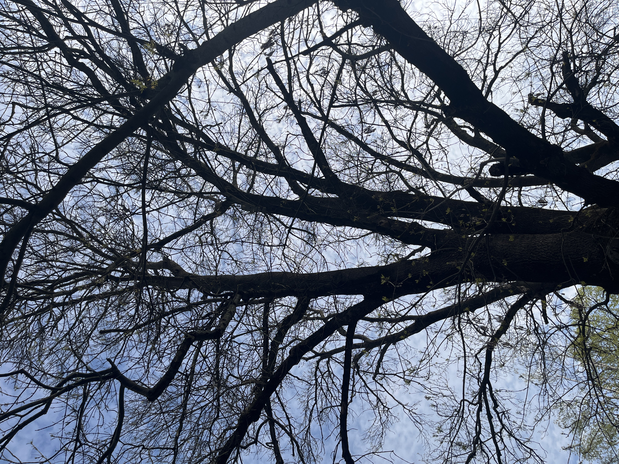 Observer captures early spring trees budding against cloudy sky