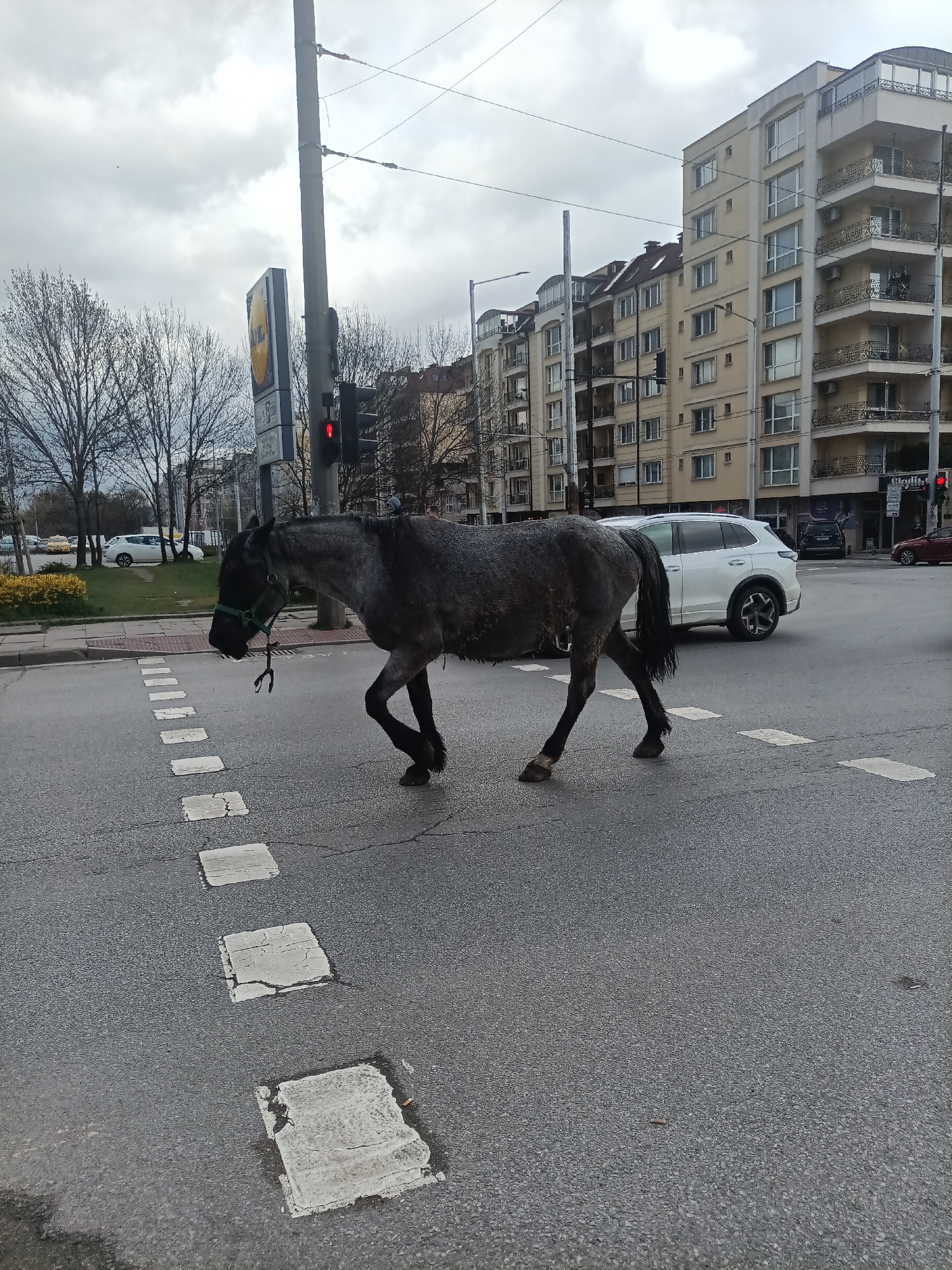 Horse walks through Sofia city streets among traffic