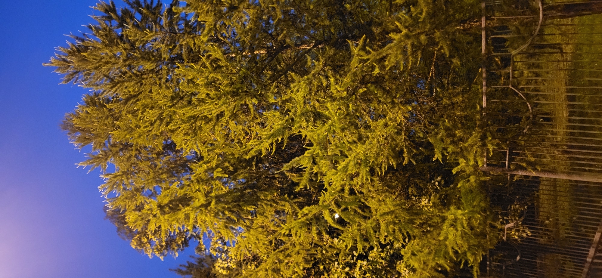 Evening tree observation recorded in urban park setting