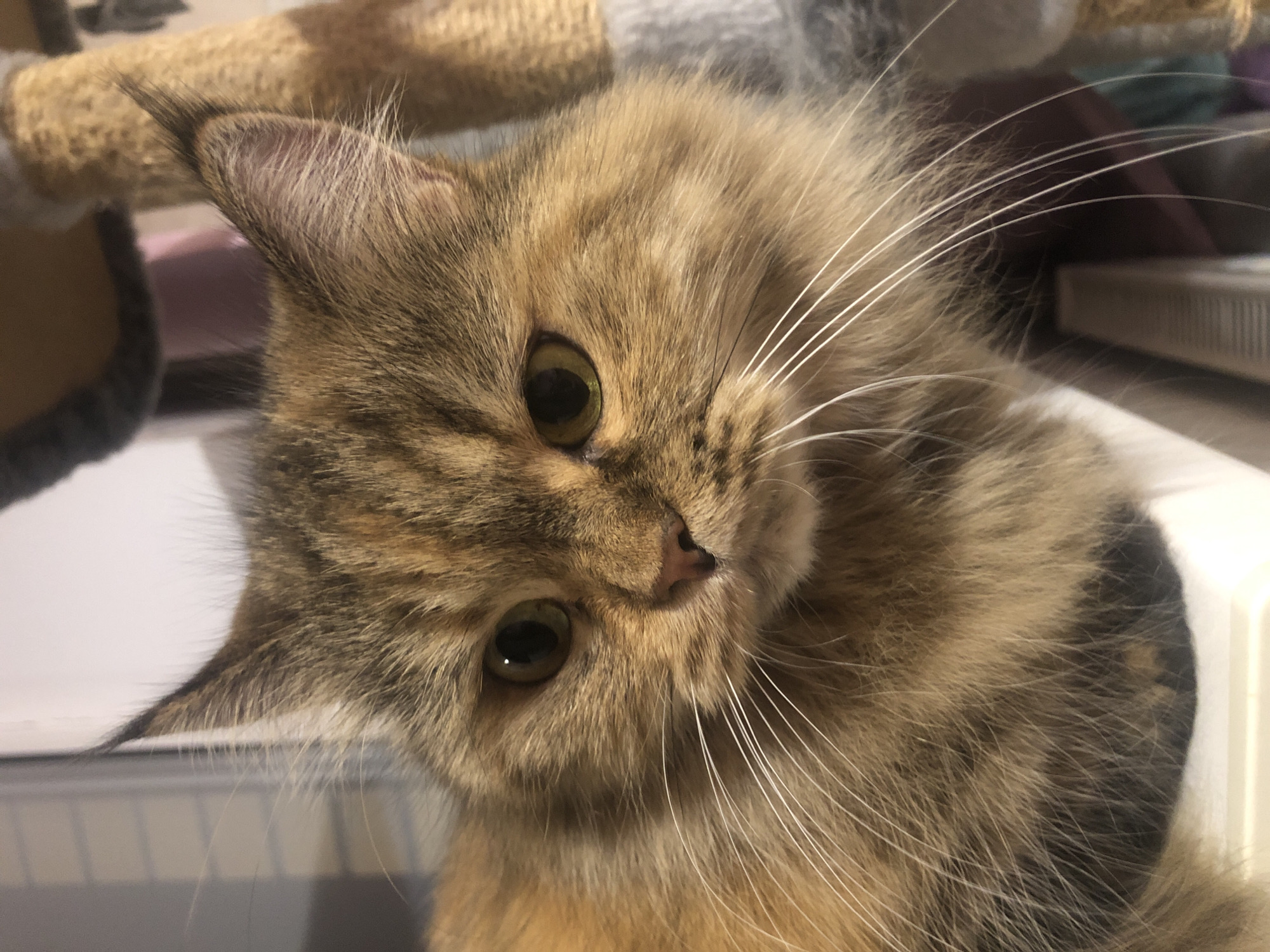 Close-up portrait series of a long-haired tabby cat