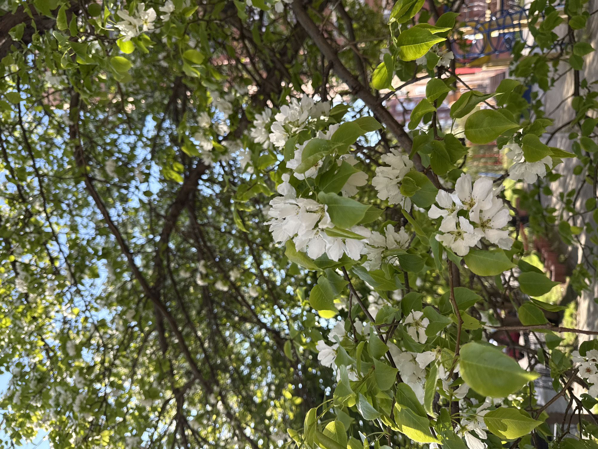 Late-night drive documented through blooming Krasnoyarsk streets