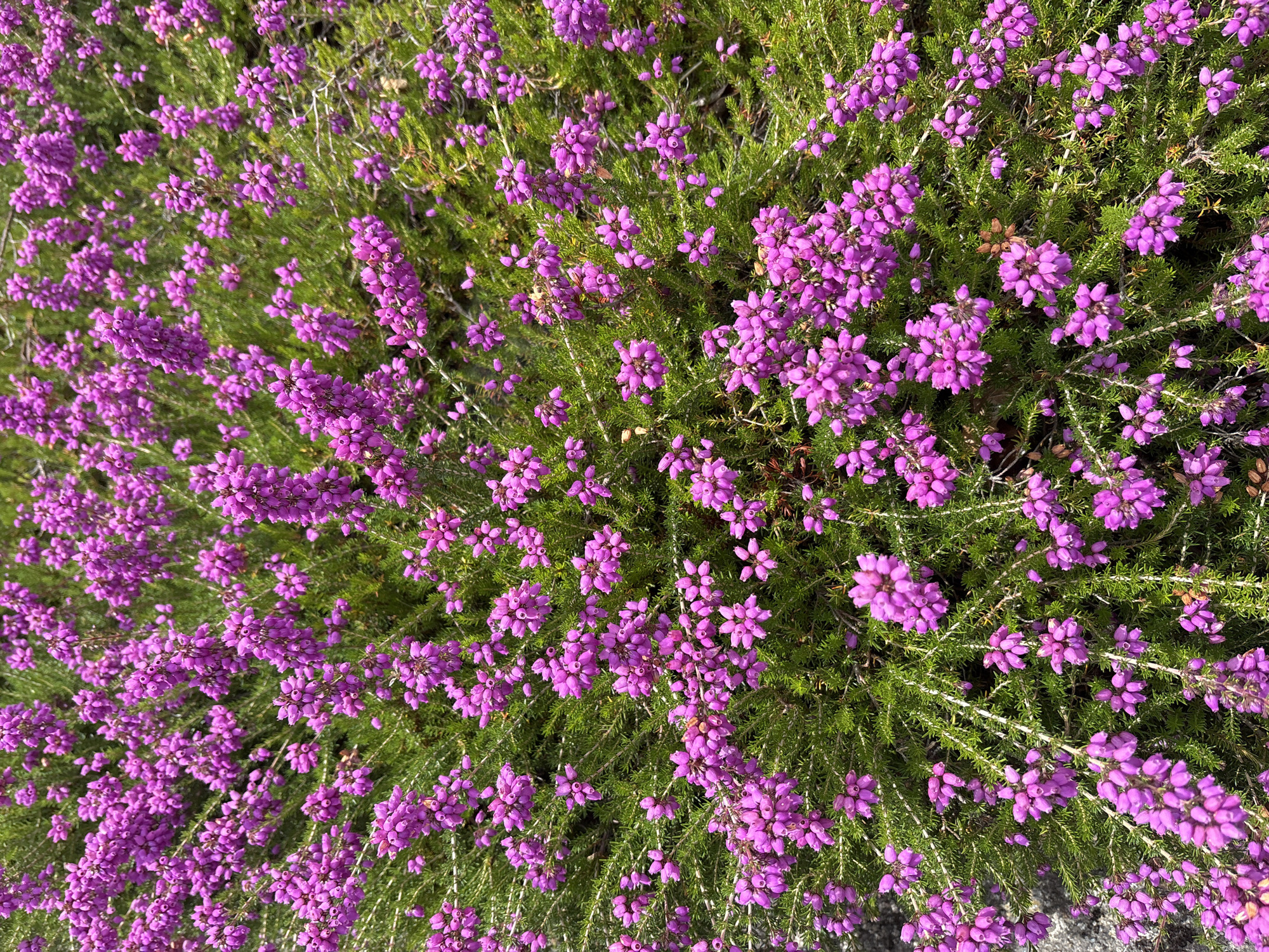 Pink roses and heather in full bloom, Beaverton garden