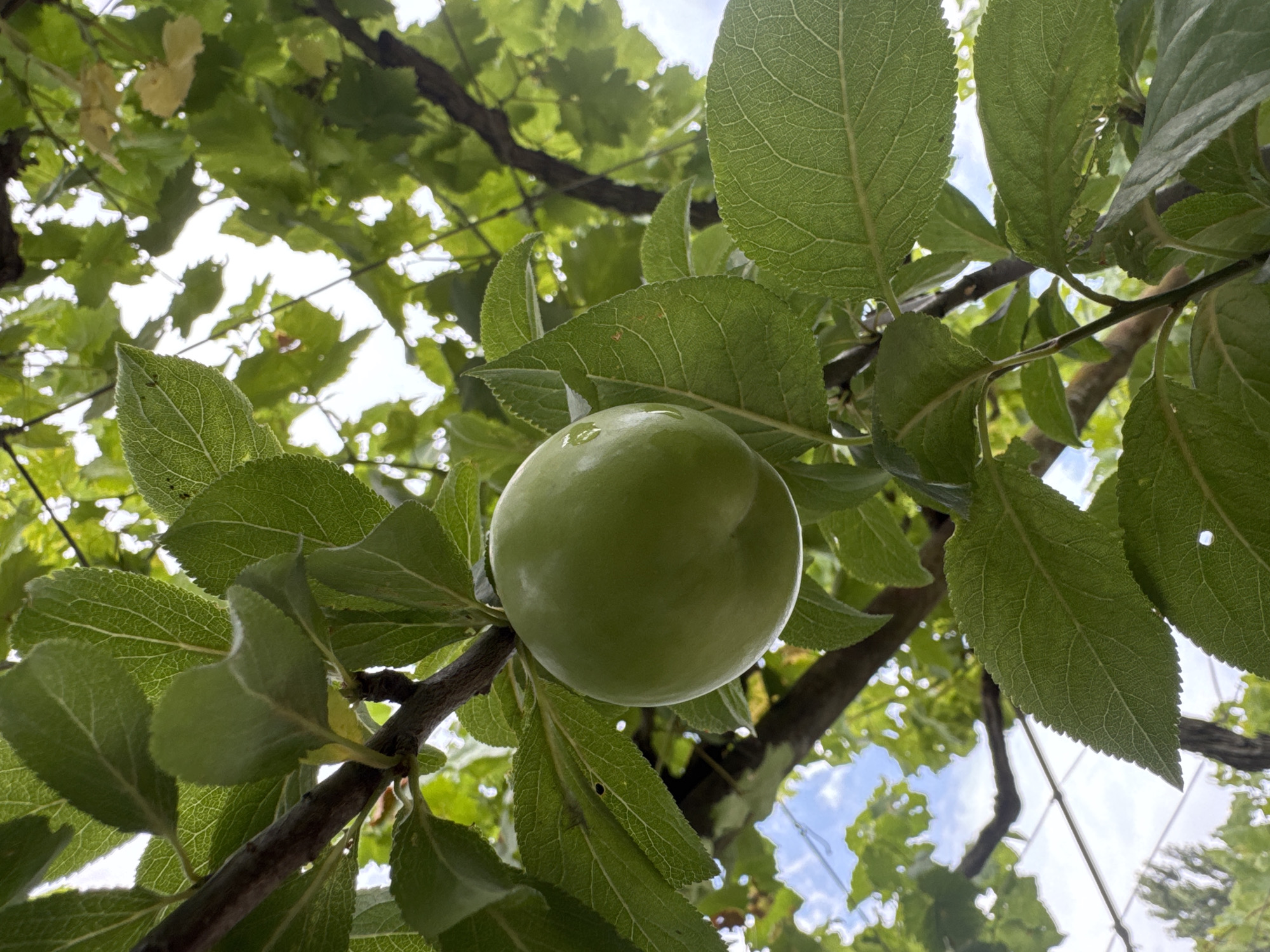 Backyard fruit, garden ornaments, and toys in coastal Azerbaijan
