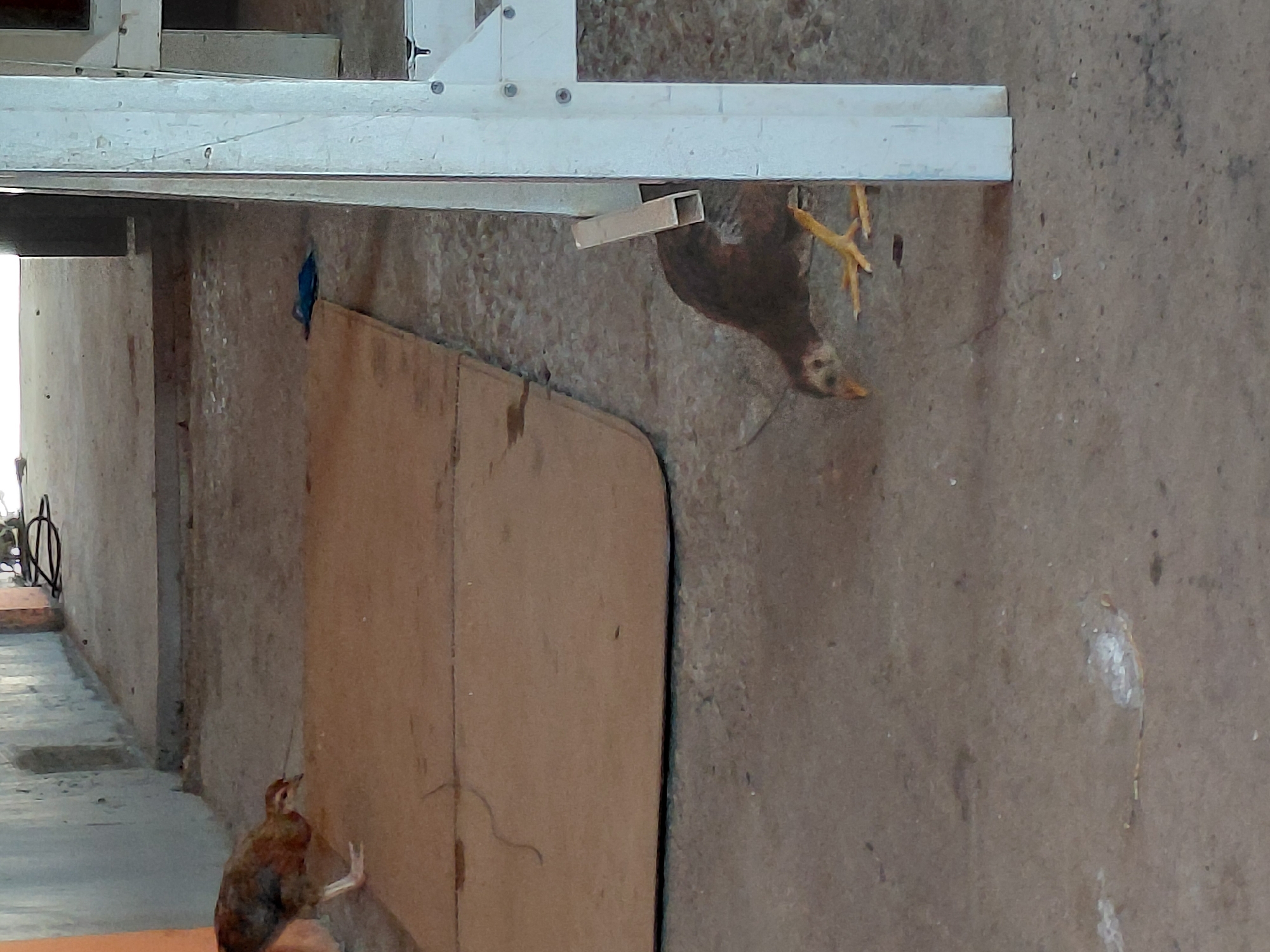 Domestic life glimpses from Santa Ana, Venezuela afternoon