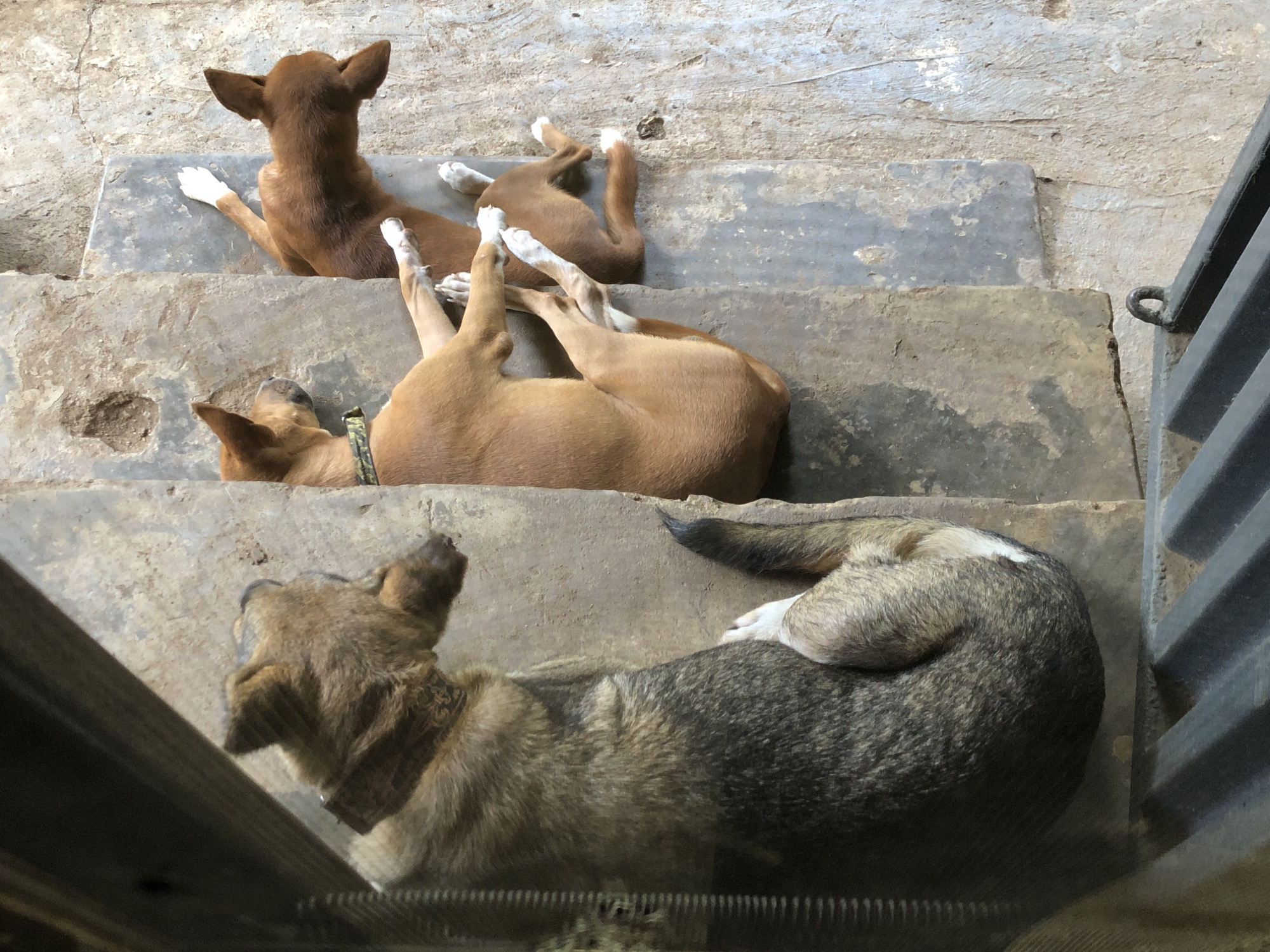 A quiet Lagos morning: streets, dogs, TV, and garden bugs