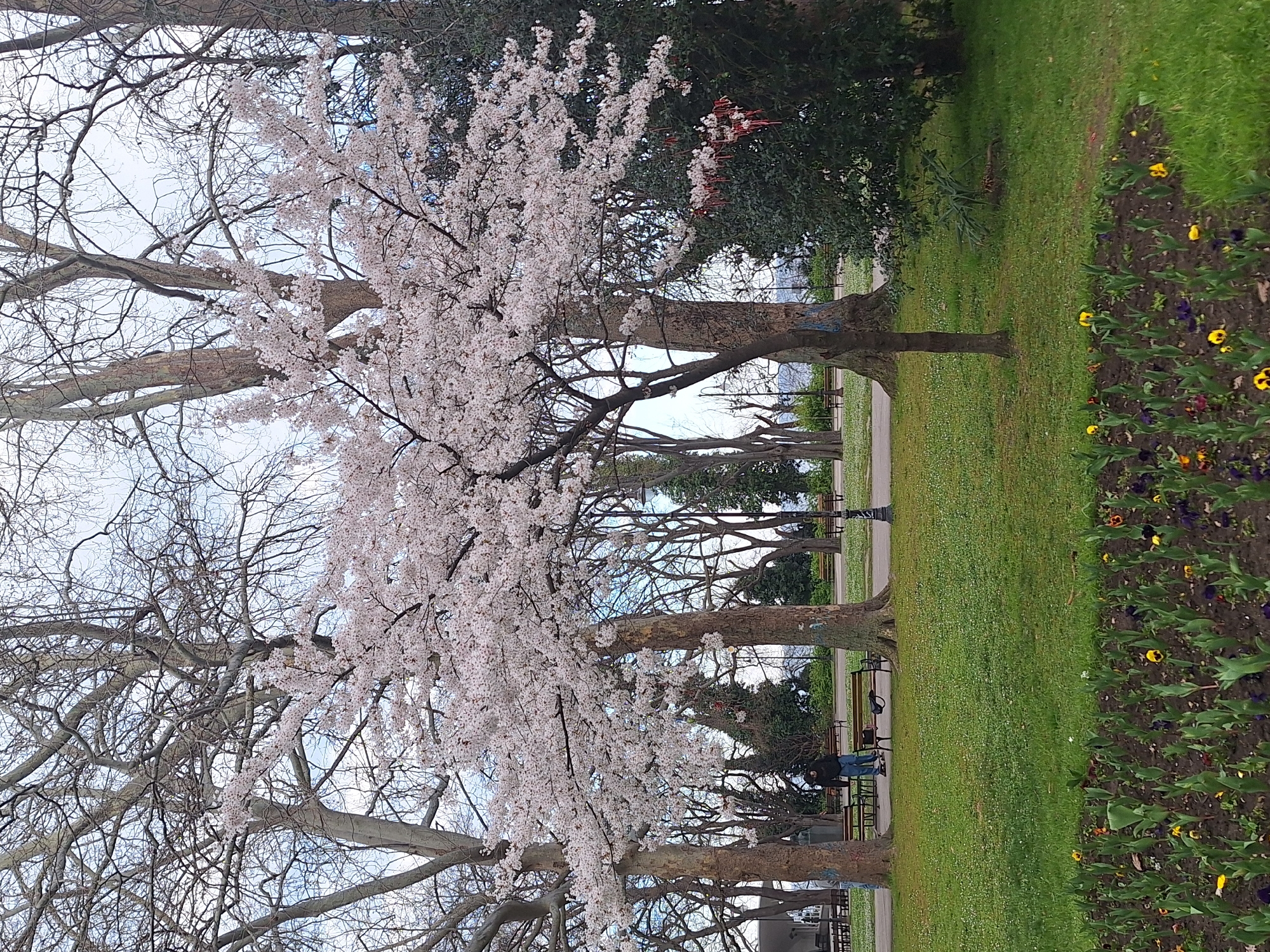Spring blossoms bloom in Varna park
