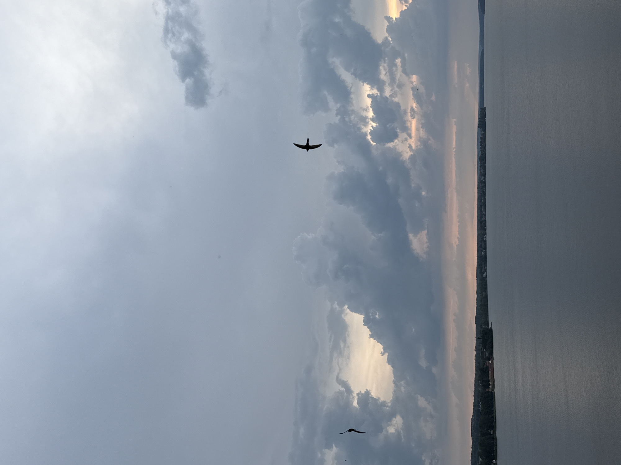 Birds in flight over Votkinsk Reservoir under a dramatic summer sky