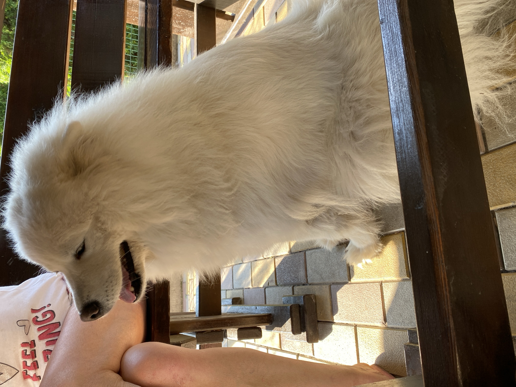 An afternoon with two Samoyed dogs on a sunny patio