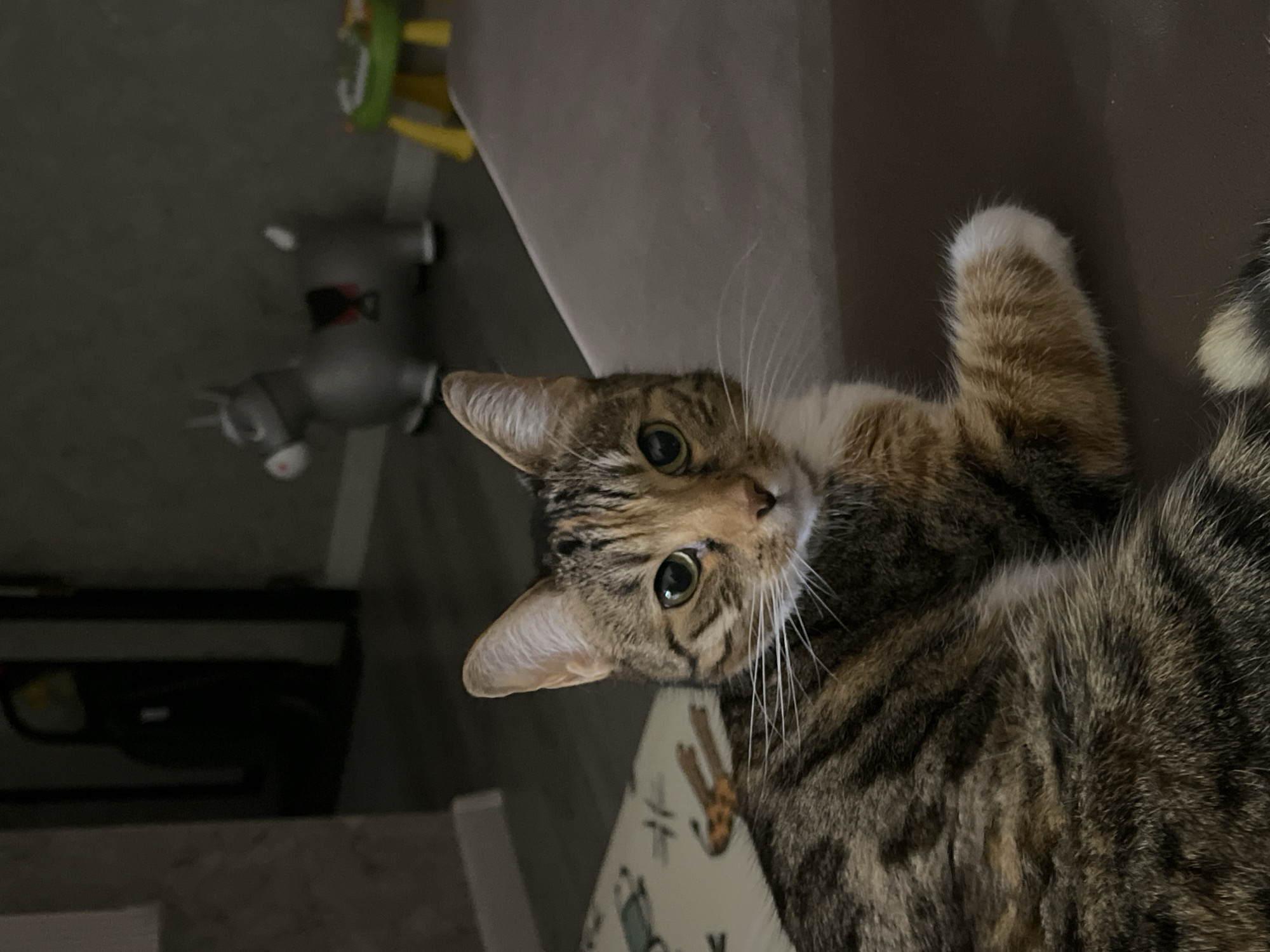 Tabby and calico cats up close in Nizhny Novgorod