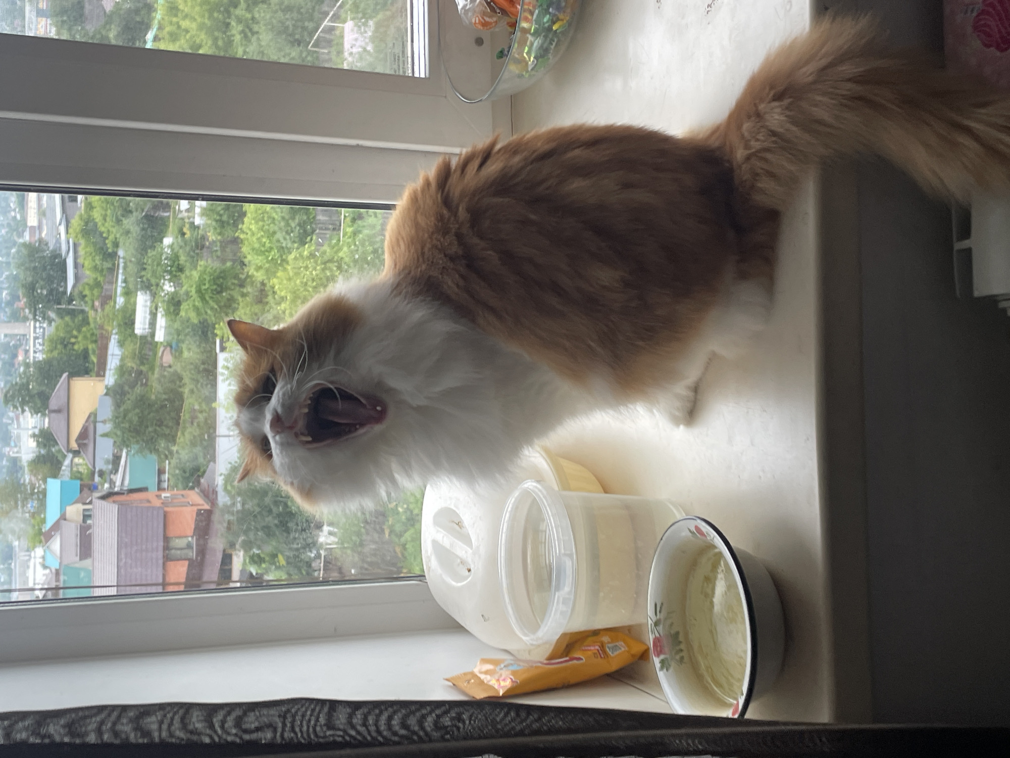 Cats and selfies from a quiet afternoon at home in Votkinsk