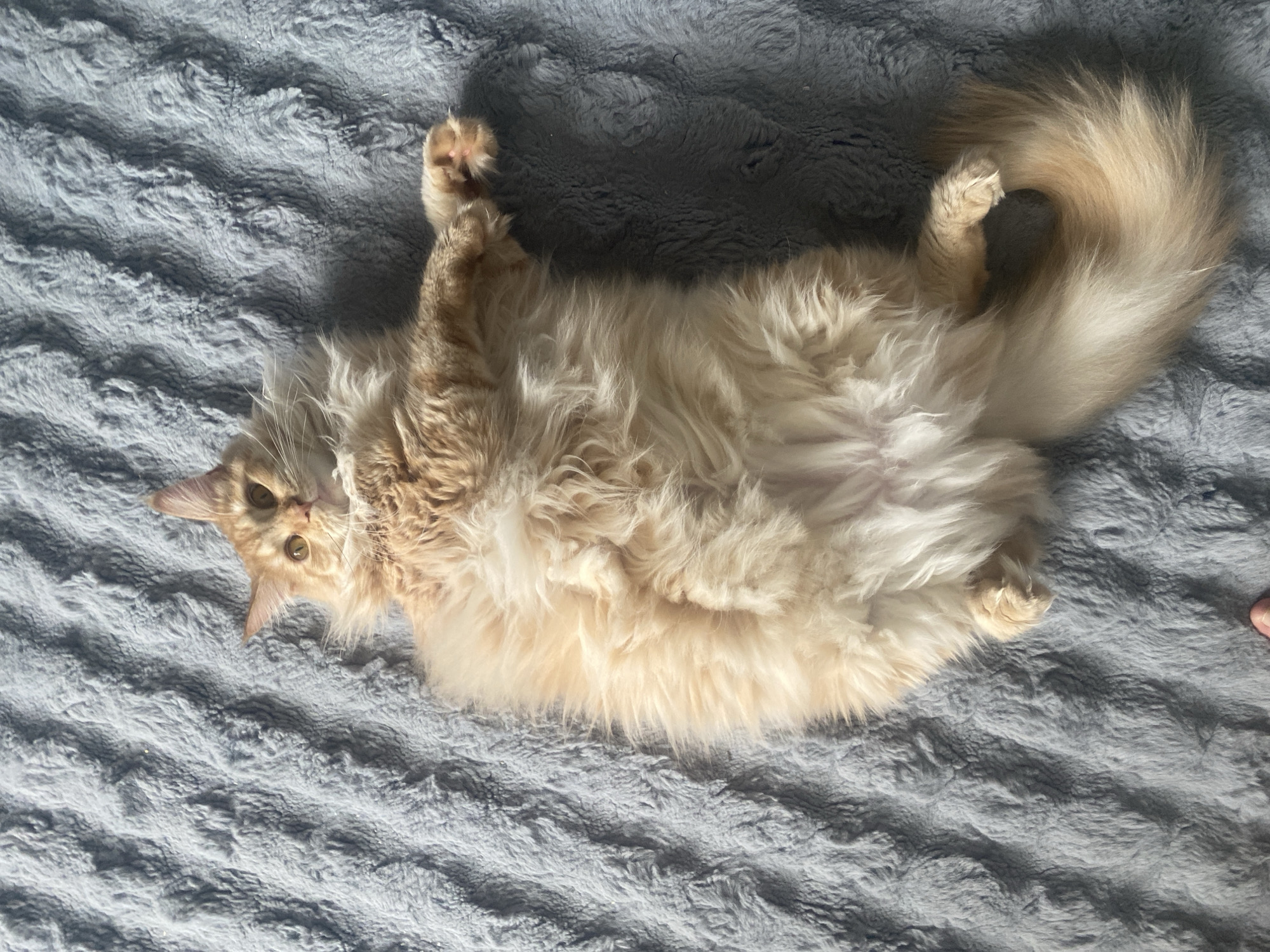 Cat lies on back with paws up in Artyom