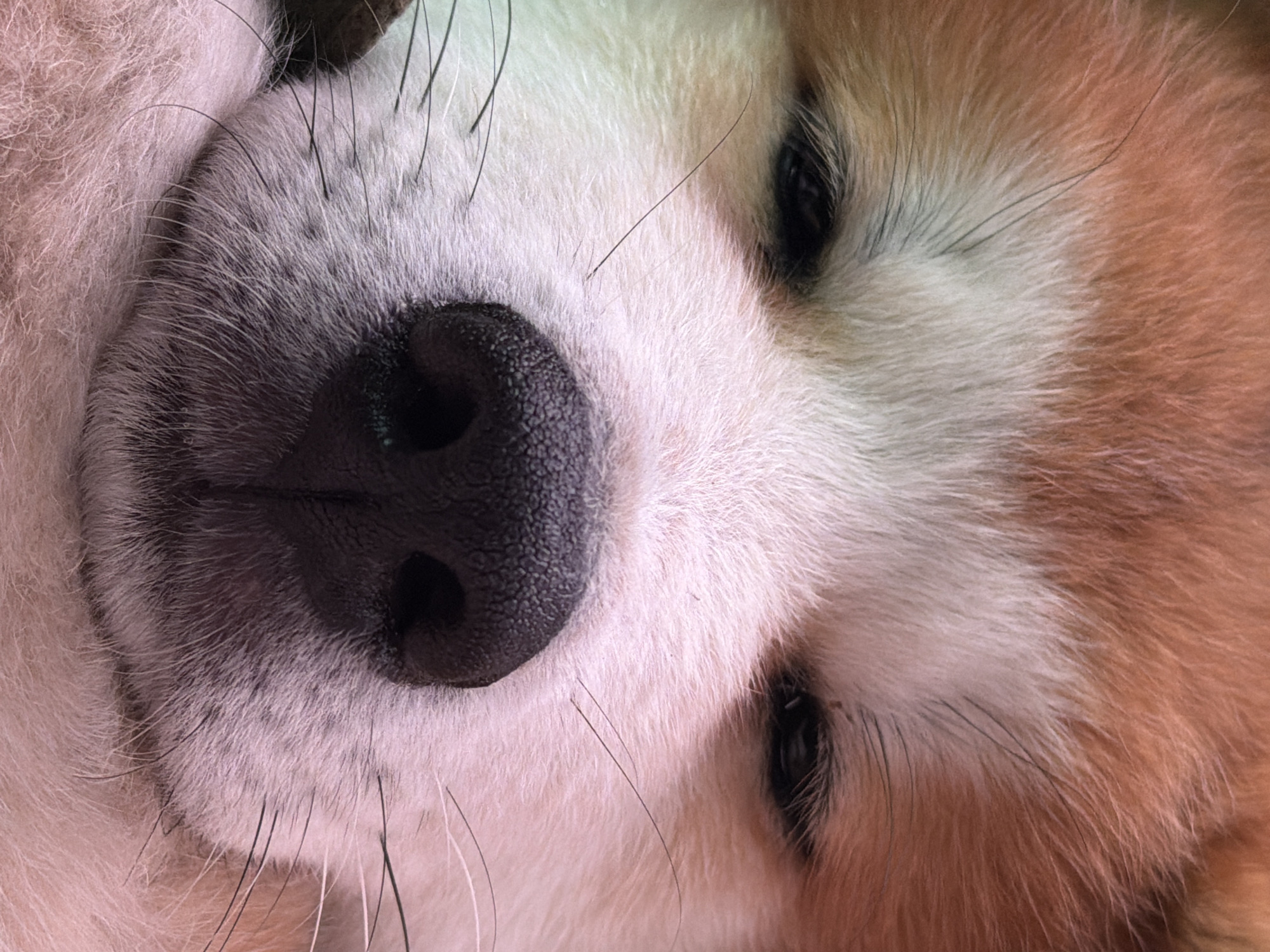 Dog photos and car selfie captured in Chaikovsky, Russia