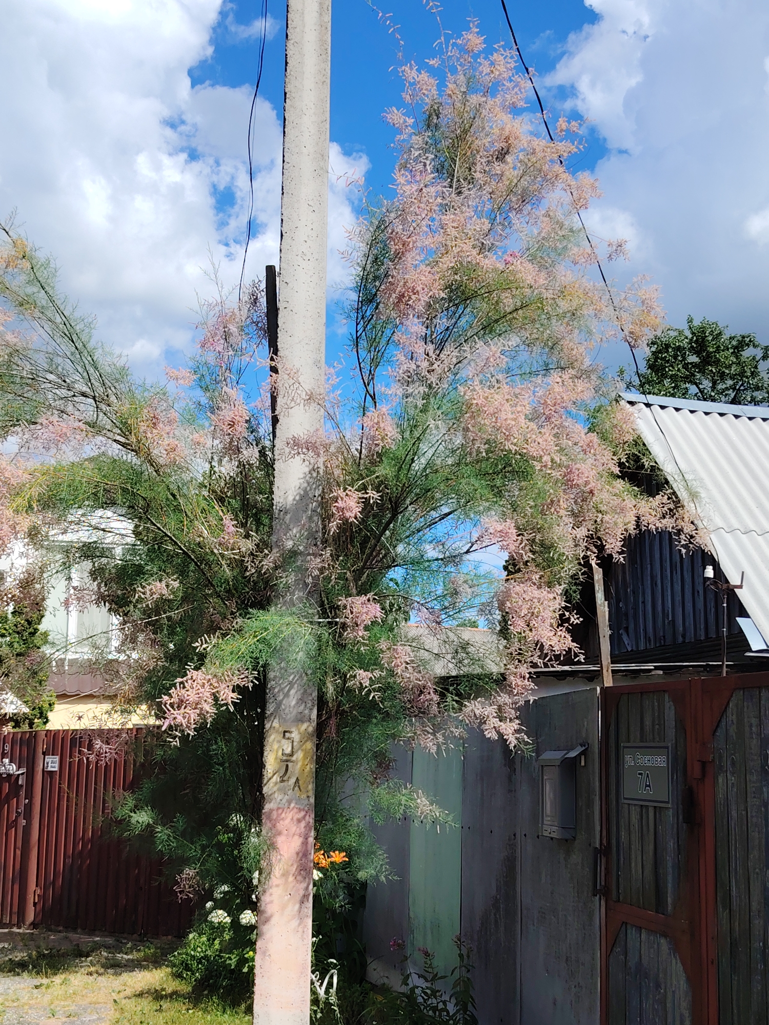 Tamarix tree blooming beside a fence in Homyel