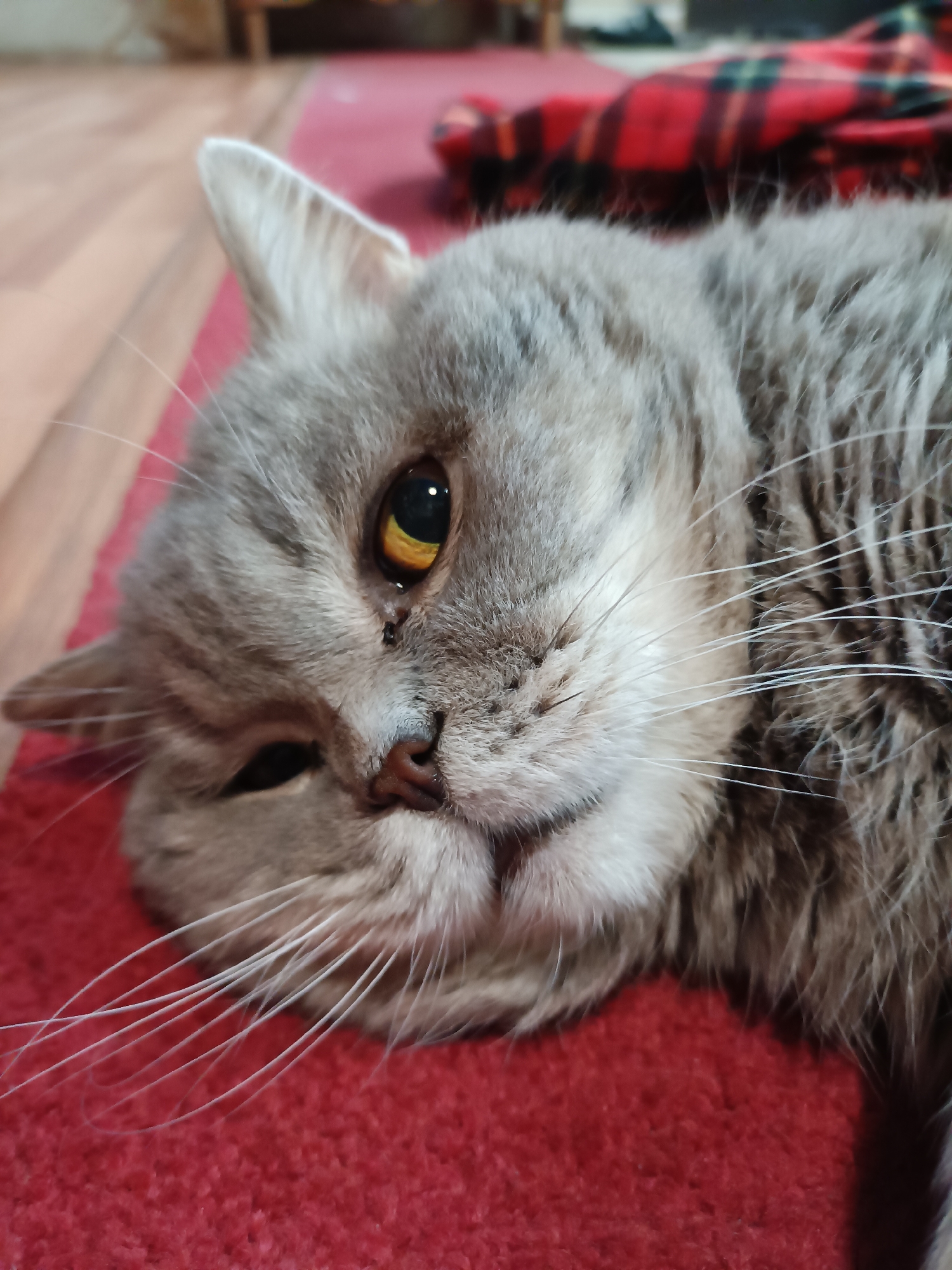 Gray cat chills on a red carpet in Bataysk