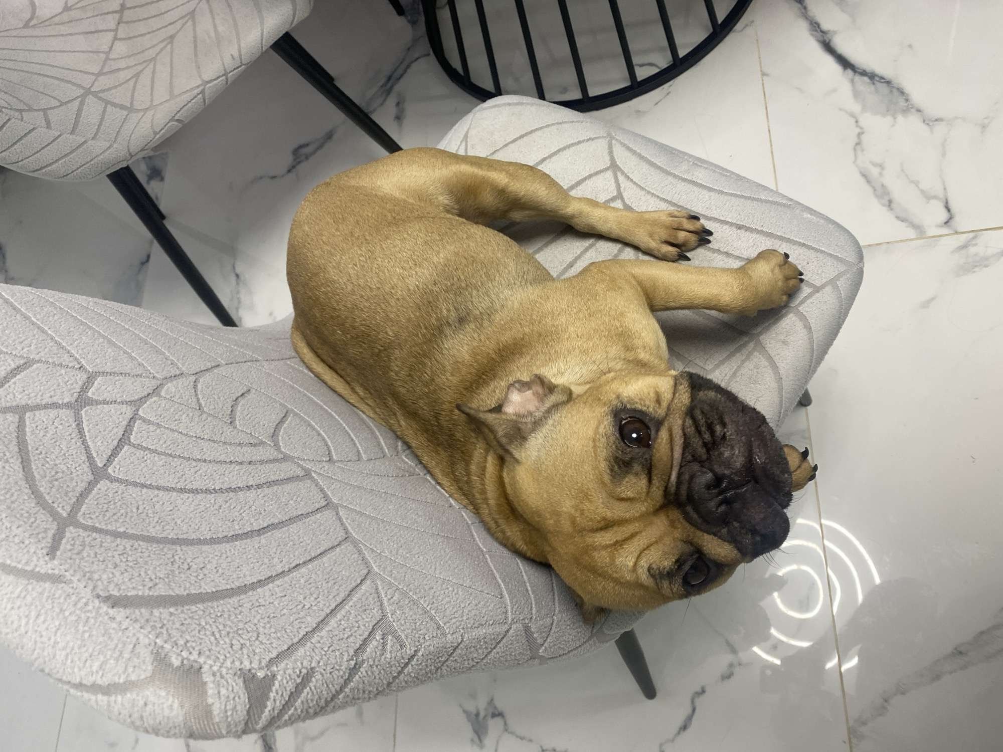Bulldog rests on patterned chair in Sofia home
