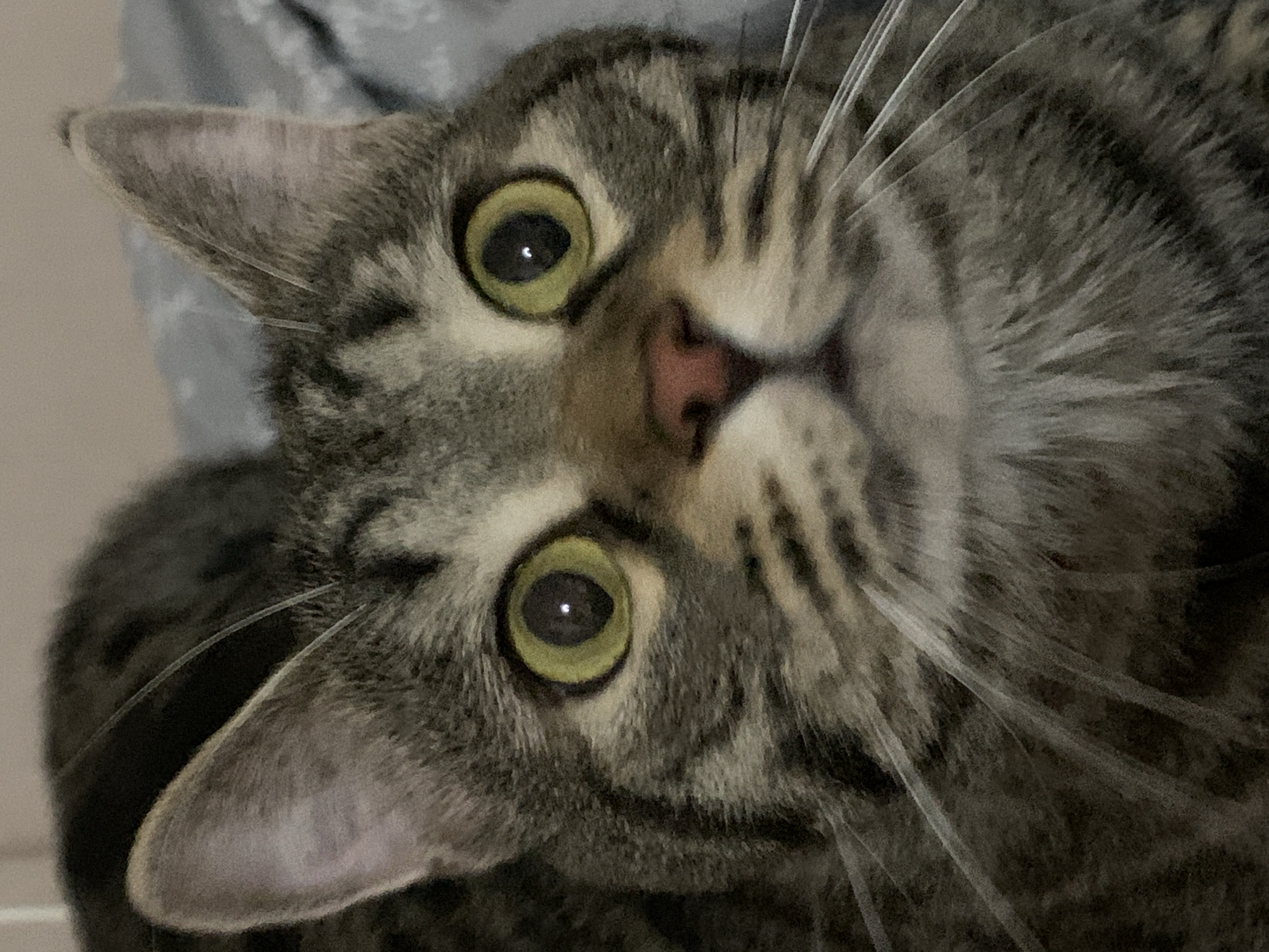 Tabby cat photographed multiple times in Stavropol home